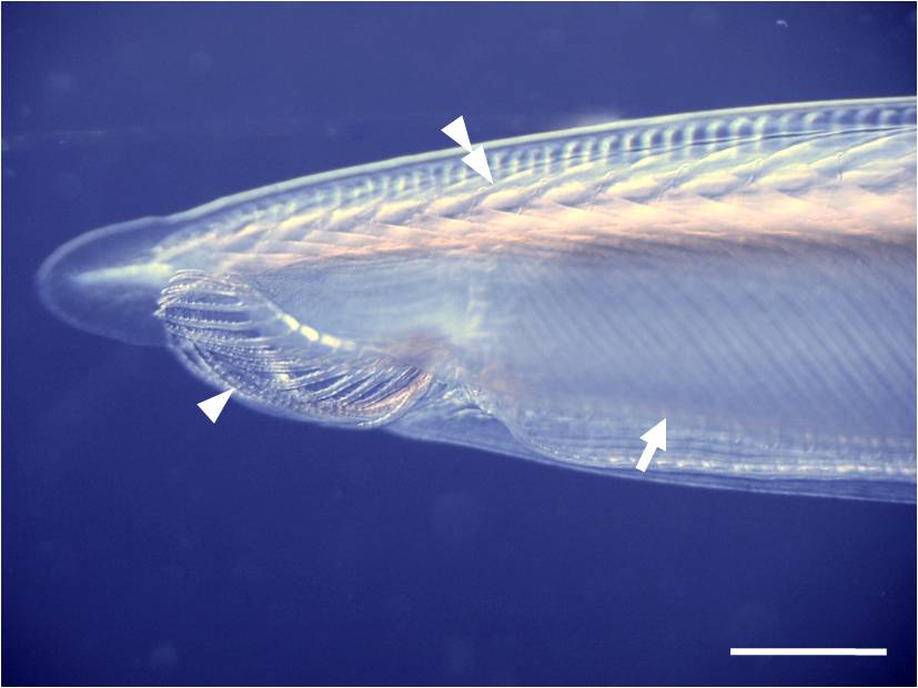 Focus on the anterior part of an adult amphioxus Focus on the anterior part of an adult amphioxus