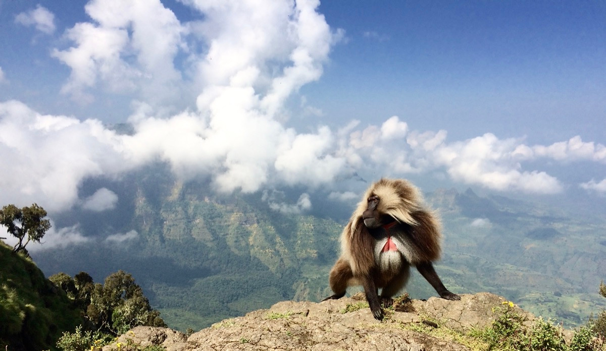 Male gelada in the Simien Mountains