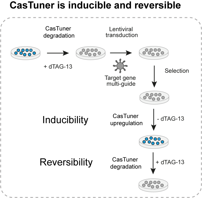 How to inducibly and reversibly repress a gene with CasTuner How to inducibly and reversibly repress a gene with CasTuner