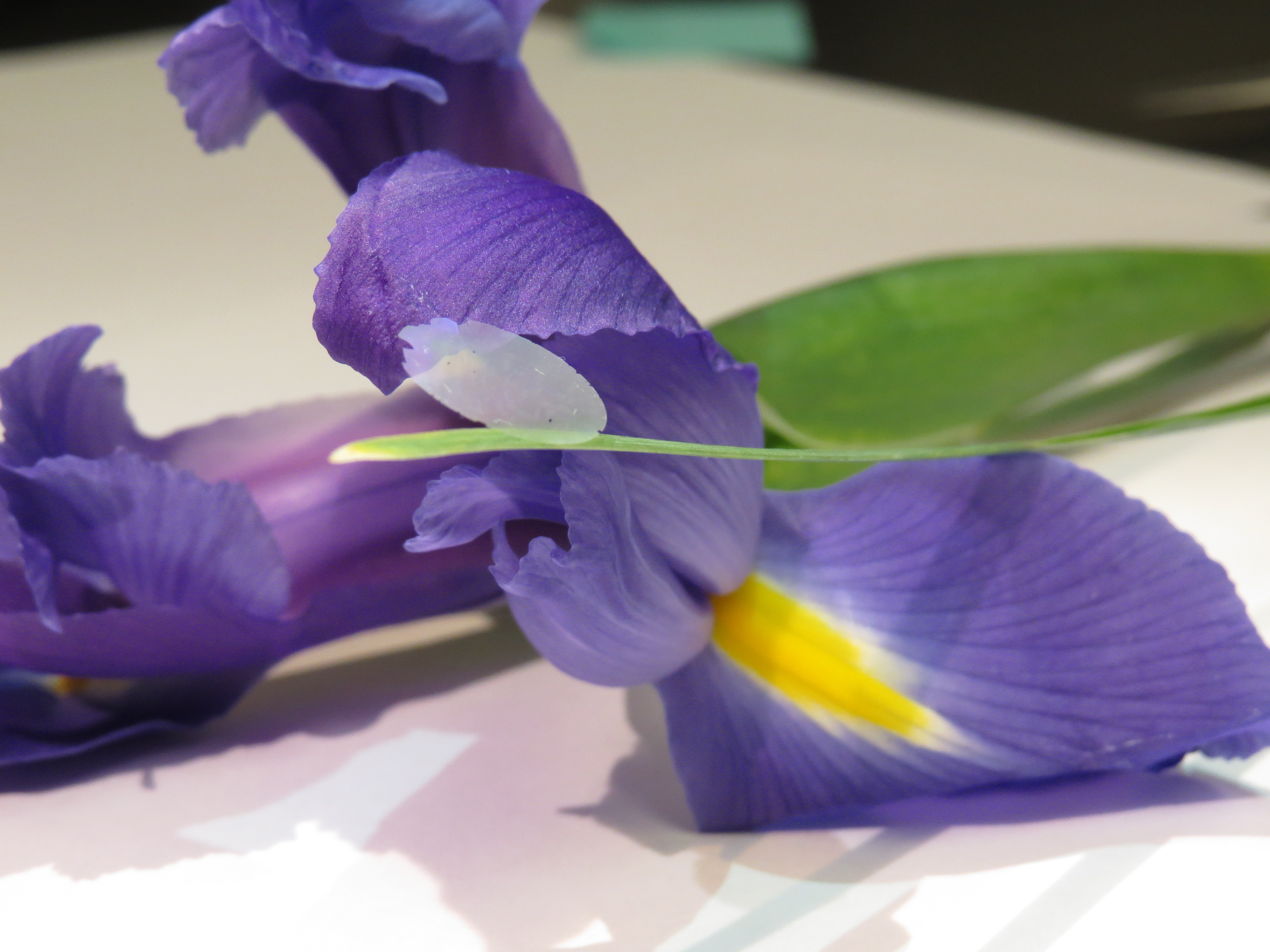 Nanocardboard sitting on iris flower and leafe Nanocardboard sitting on iris flower and leafe