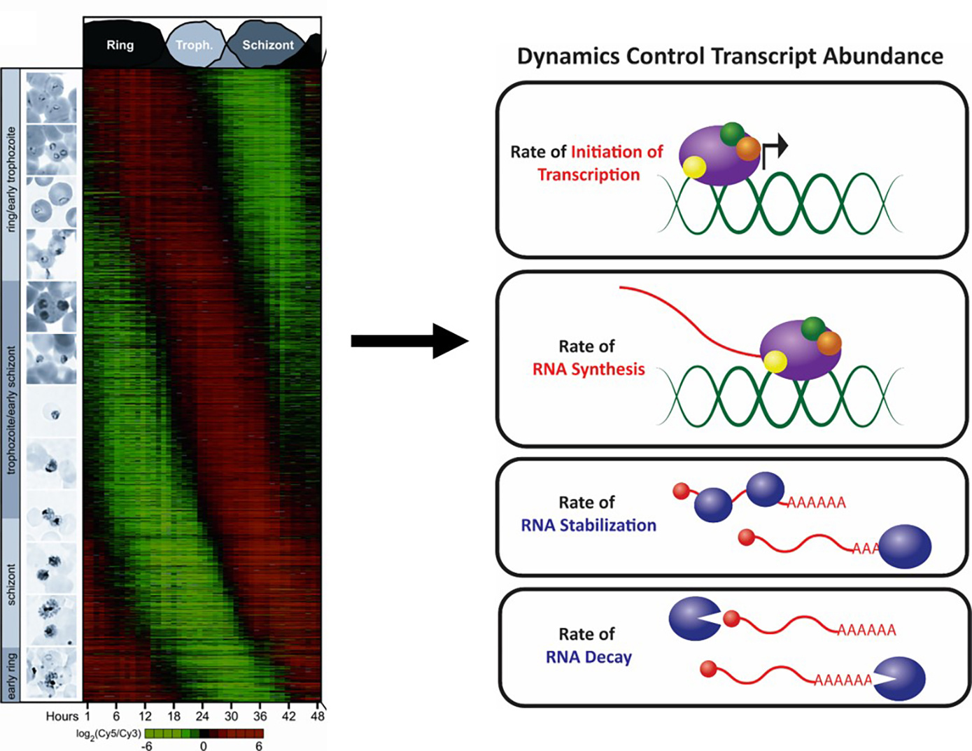Genome-wide mRNA abundance during Plasmodium asexual development is regulated by various regulatory dynamics Genome-wide mRNA abundance during Plasmodium asexual development is regulated by various regulatory dynamics