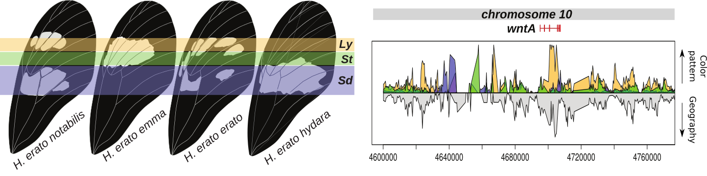 Example of identification of regulatory regions near the wntA gene that determine the shape of the forewing band. Graph on the right indicate regions in the genome that show high support for phylogenetic clustering according to color pattern rather than geography.