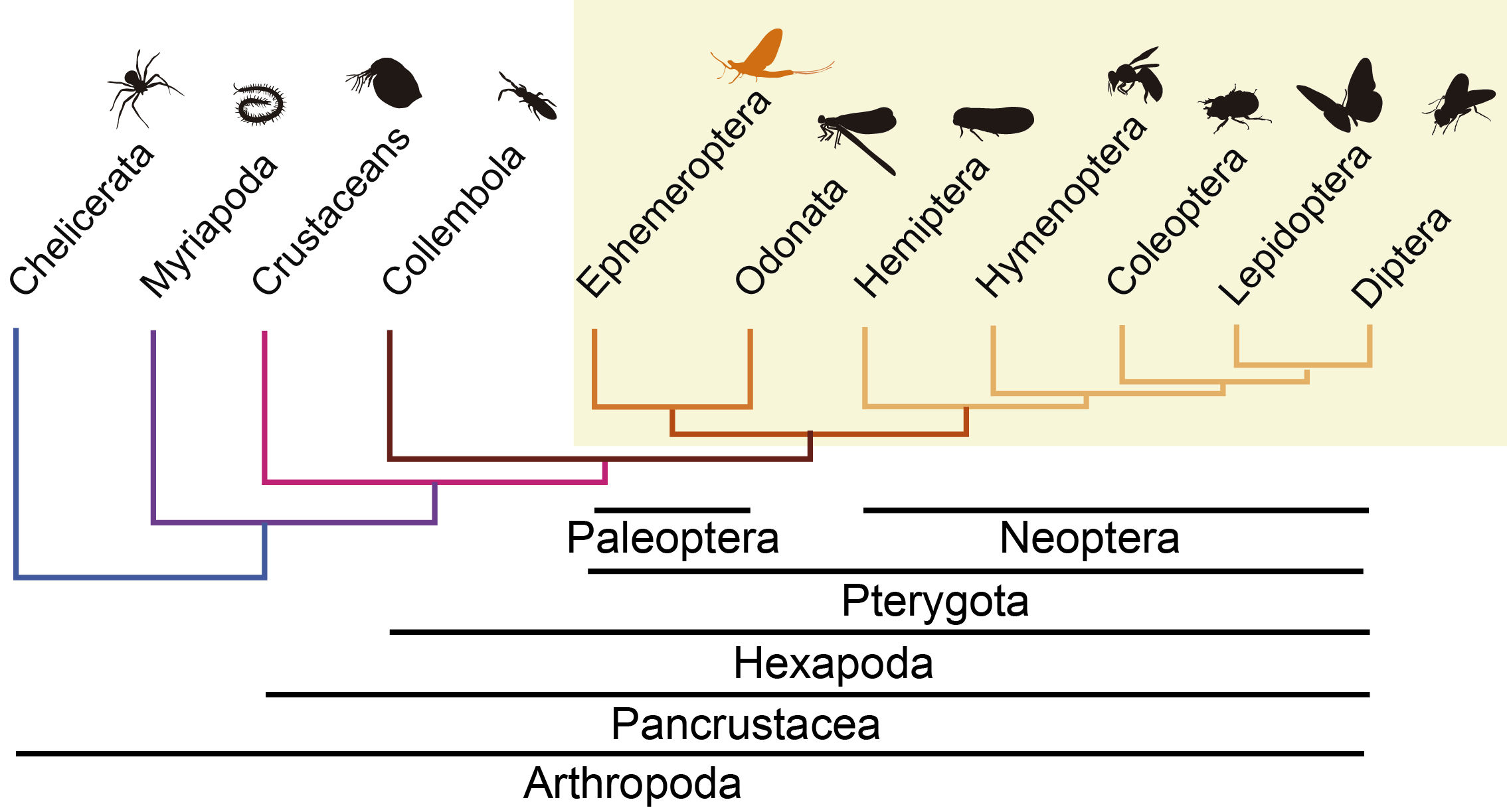 Arhtropod phylogeny Arhtropod phylogeny