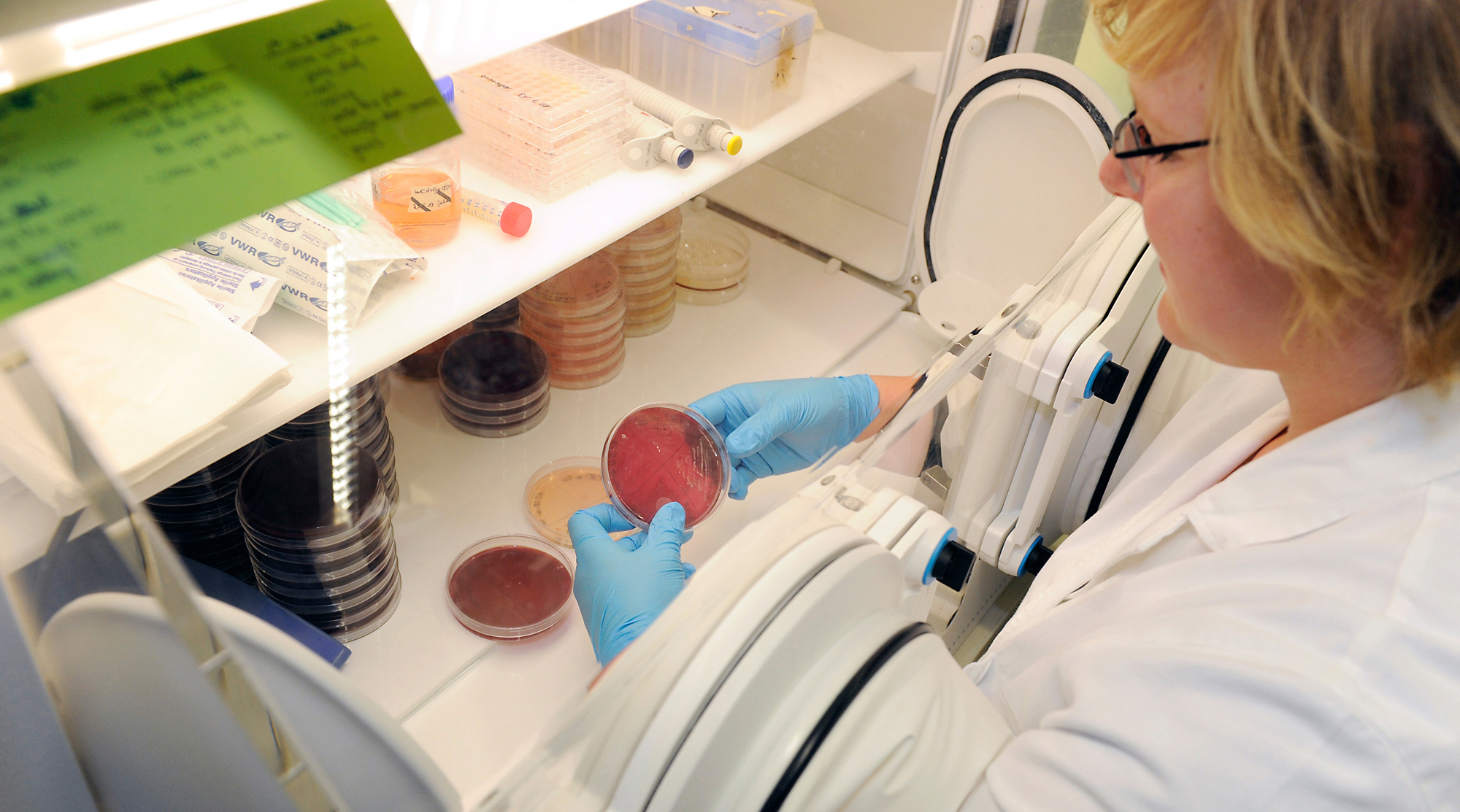 An anaerobic chamber for growing fastidious bacterial species from the intestine.