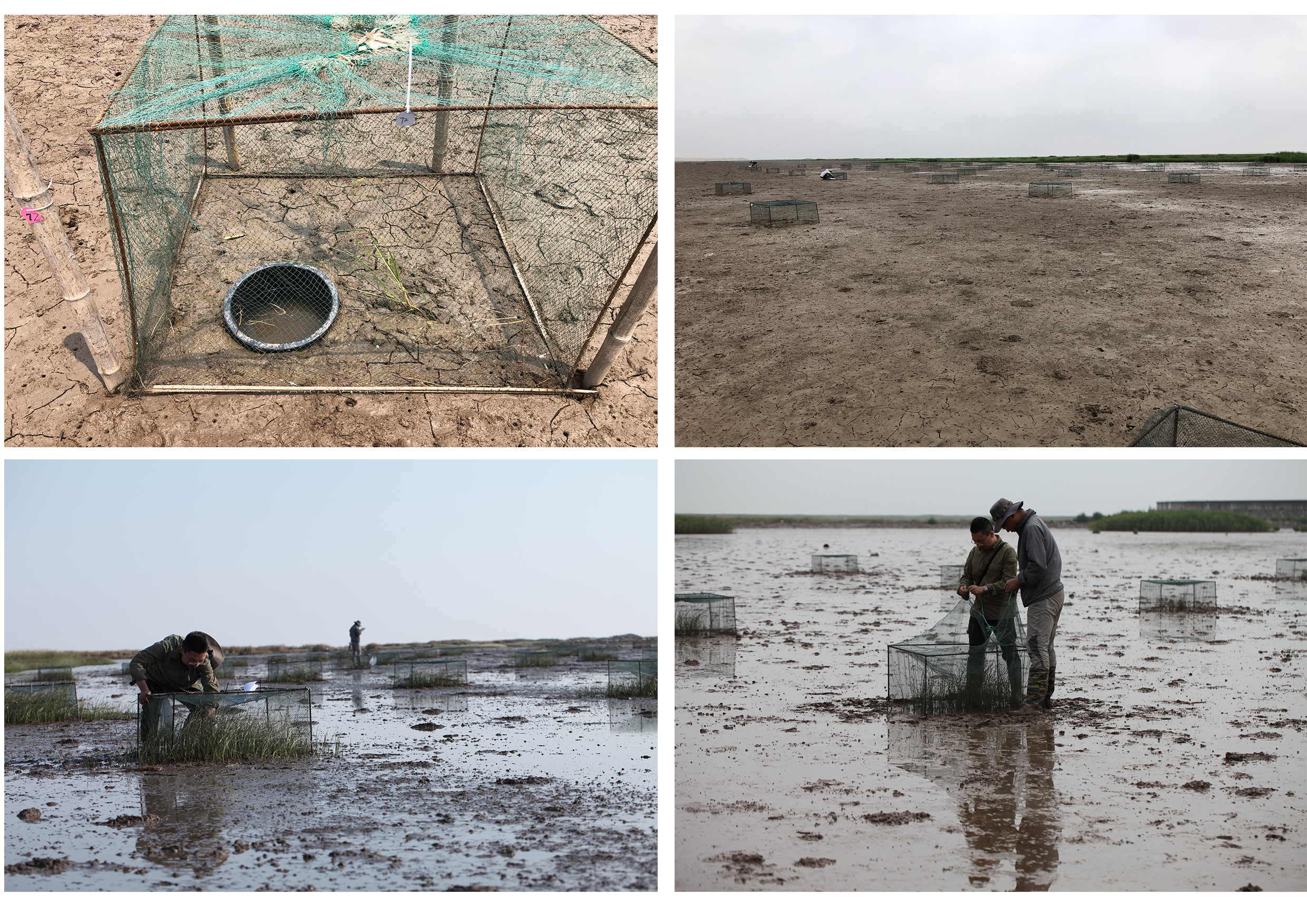 Figure 2. Restoration of Scirpus × mariqueter saltmarsh in the Yangtze River estuary. Photo credit: Qun Zhang.