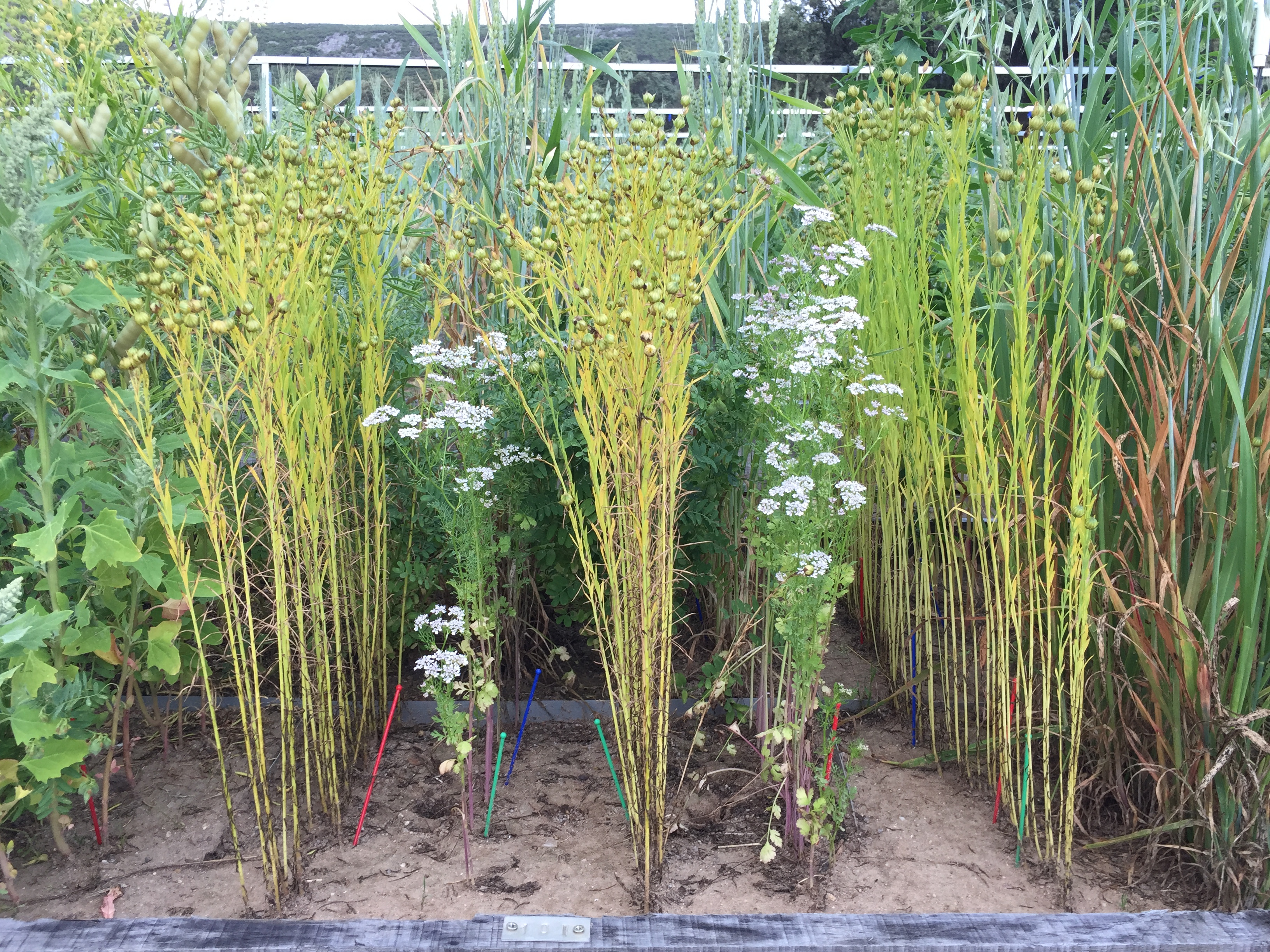 Linseed-coriander mixture