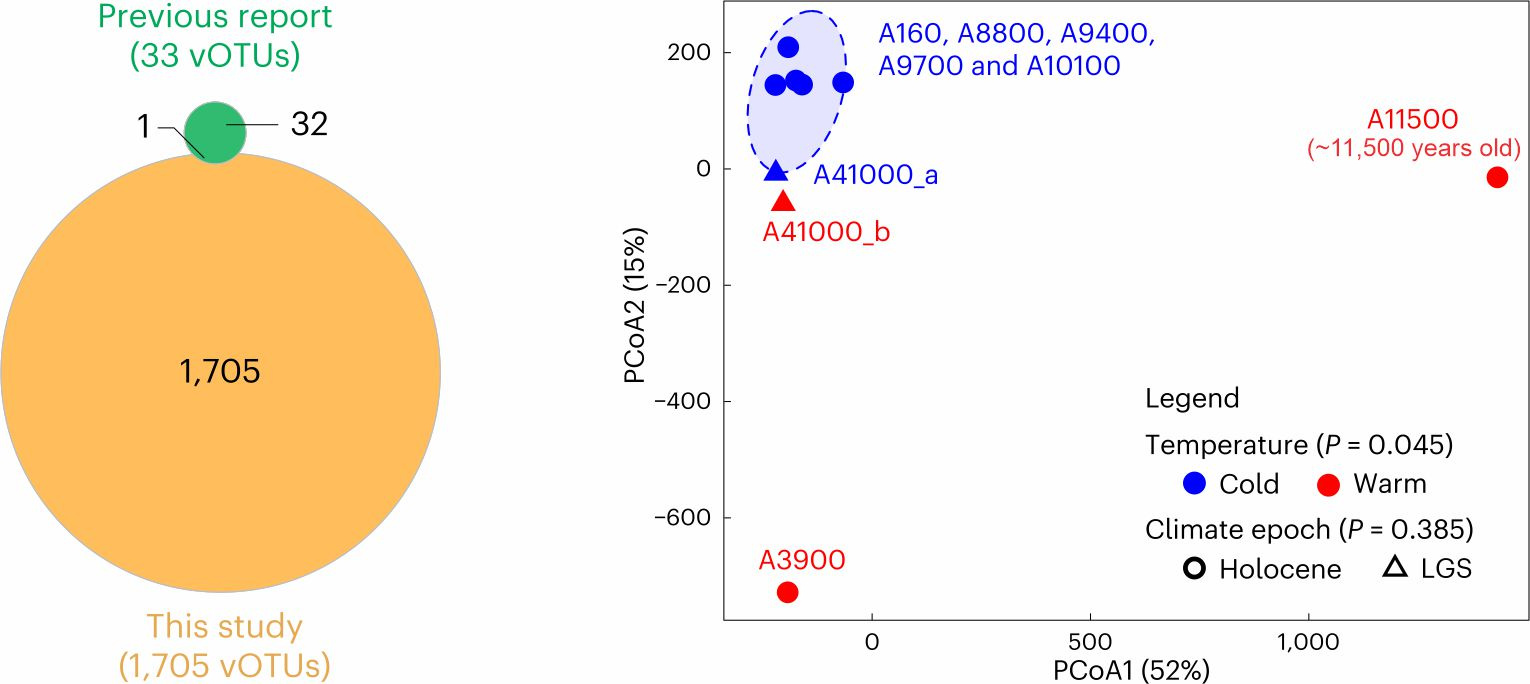 Left, this study expanded the known collection of glacier-preserved ancient viruses from 33 to 1,705 ~species-level viral operational taxonomic units (vOTUs); Right, viral communities significantly differed between cold and warm periods during the past 41,000 years. These plots are from Fig. 2 of the paper just published in Nature Geoscience.