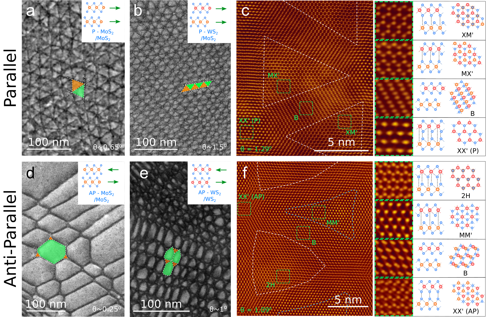 STEM imaging of P- and AP-BLs. STEM imaging of P- and AP-BLs.