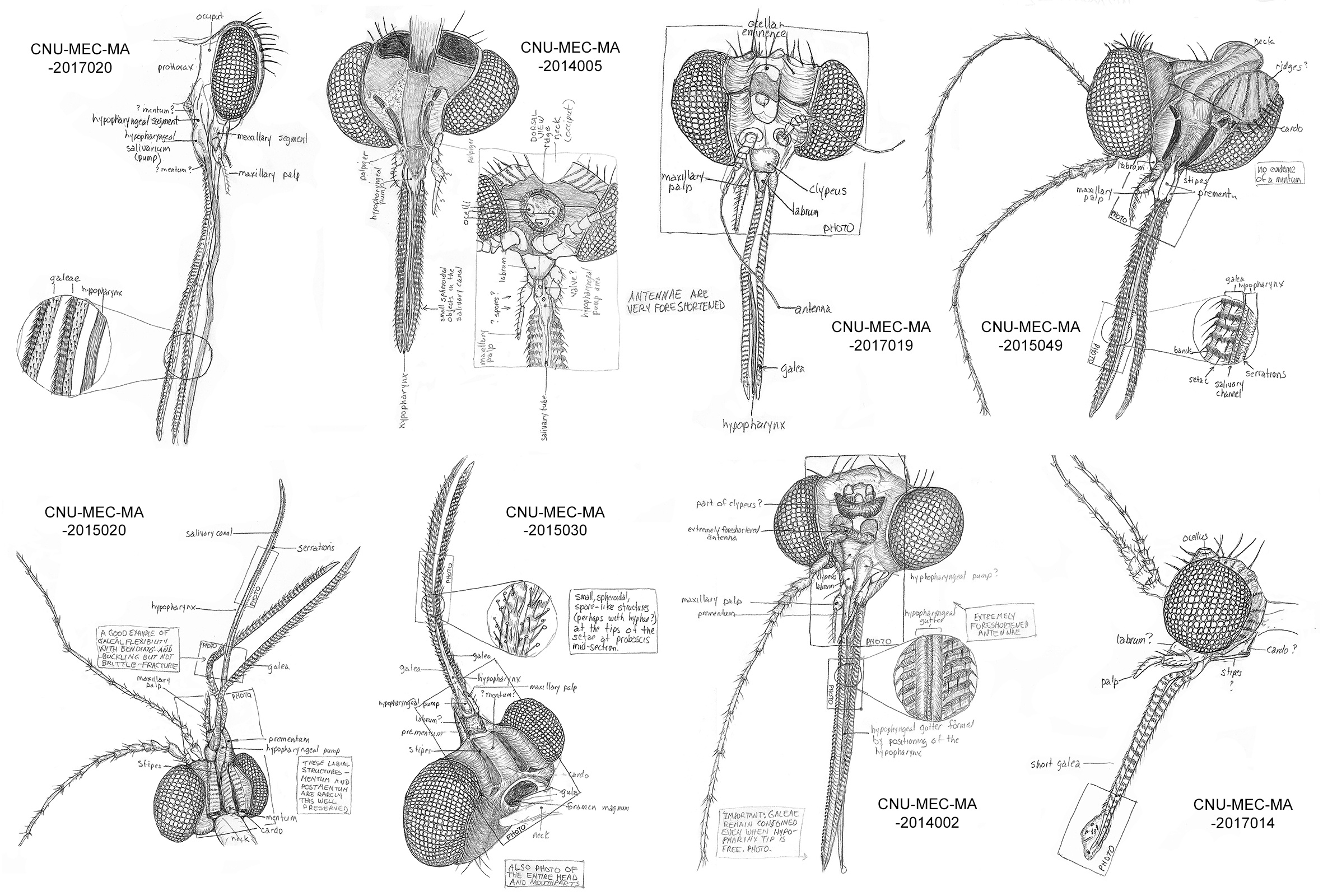 Fig. 4 Some hand drawings of Parapolycentropus (Grimaldi and Rasnitsyn, 2005) head and mouthparts Fig. 4 Some hand drawings of Parapolycentropus (Grimaldi and Rasnitsyn, 2005) head and mouthparts