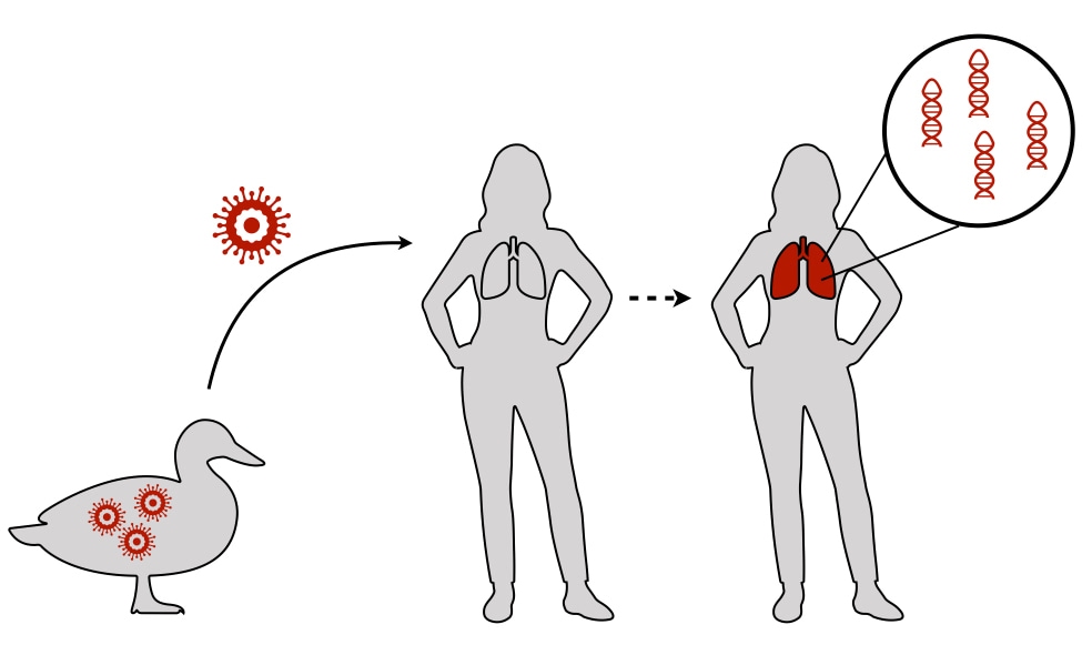 How avian flu may cause disease