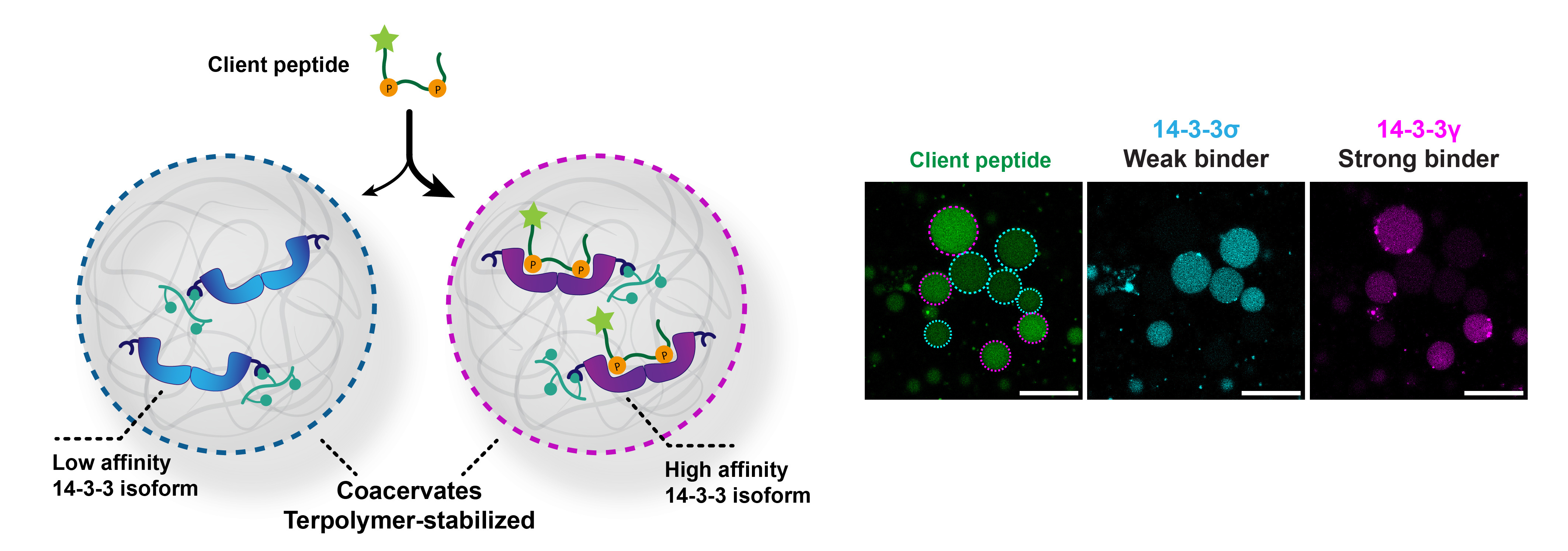 Figure 1. Schematic overview of affinity-based uptake of a client peptide of the 14-3-3 hub protein in a specific coacervate population. Two isoforms of His-tagged 14-3-3 are anchored in separate terpolymer-stabilized coacervates. The confocal micrographs show competitive client peptide uptake in a mixed coacervate sample containing coacervates loaded with either 14-3-3σ (low affinity isoform) or 14-3-3γ (high affinity isoform). Scale bar: 25 µm. 