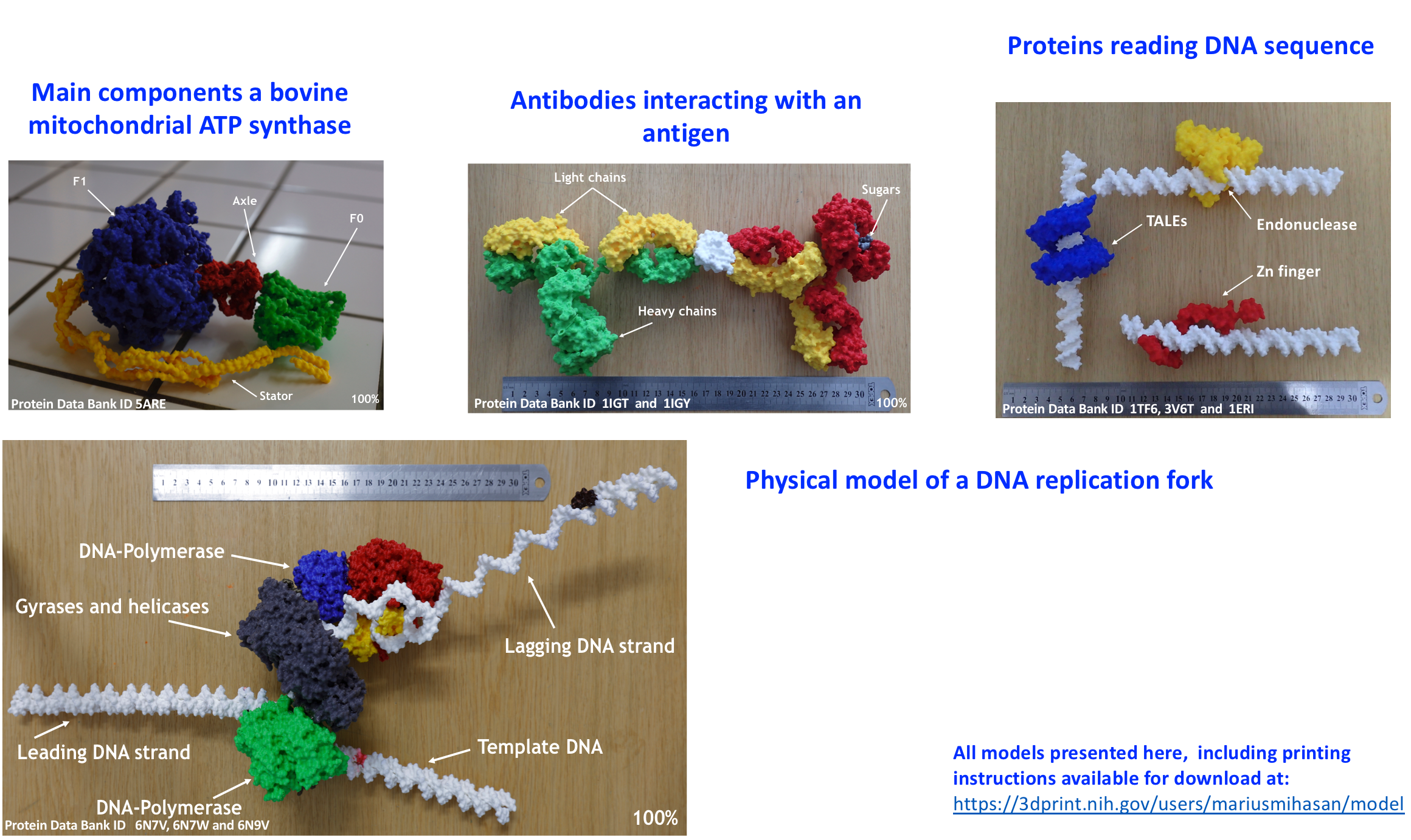 Examples of 3D printed  models of macromolecules