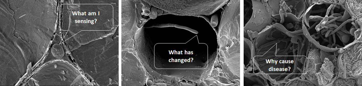 Fungi make decisions based on the ‘taste’ of their environment through receptors on their surface (much like those on our tongue) called G-protein coupled receptors (GPCRs). Our knowledge of how GPCRs control behaviour stems from the model fungus, yeast, and its regulation of beer and sex. Yeast will ferment when it senses glucose, and will have sex when it senses pheromones. But does the fungal sense of ‘taste’ also define the outcome of disease?   Fungi make decisions based on the ‘taste’ of their environment through receptors on their surface (much like those on our tongue) called G-protein coupled receptors (GPCRs). Our knowledge of how GPCRs control behaviour stems from the model fungus, yeast, and its regulation of beer and sex. Yeast will ferment when it senses glucose, and will have sex when it senses pheromones. But does the fungal sense of ‘taste’ also define the outcome of disease?