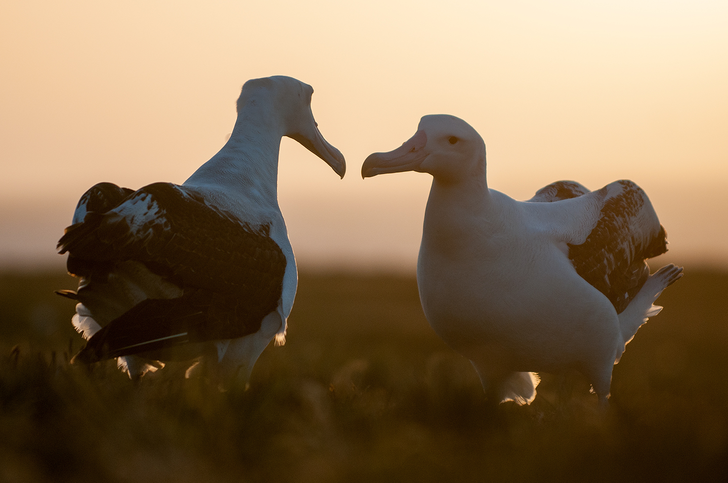 A pair of wandering albatross.