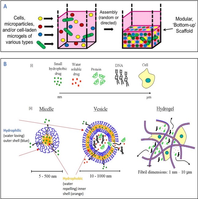 Bottom up tissue engineering and amphiphilic molecules illustrated