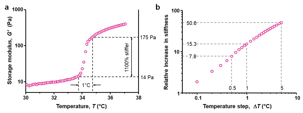 Thermal stiffening of the PIC/PNIPAM composite