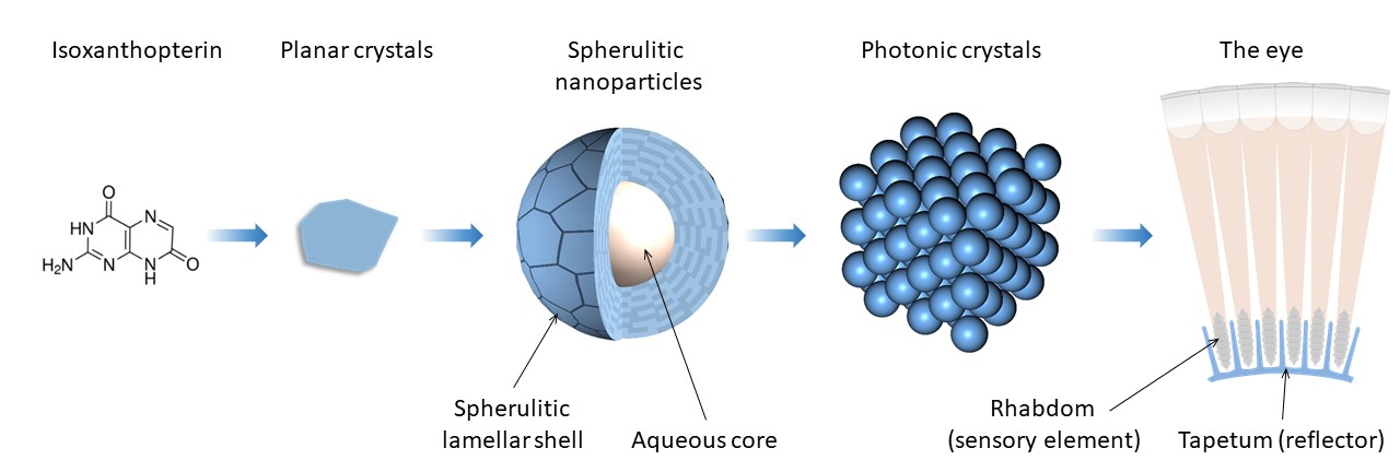 The photonic structure made of isoxanthopterin in the tapetum of L. vannamei