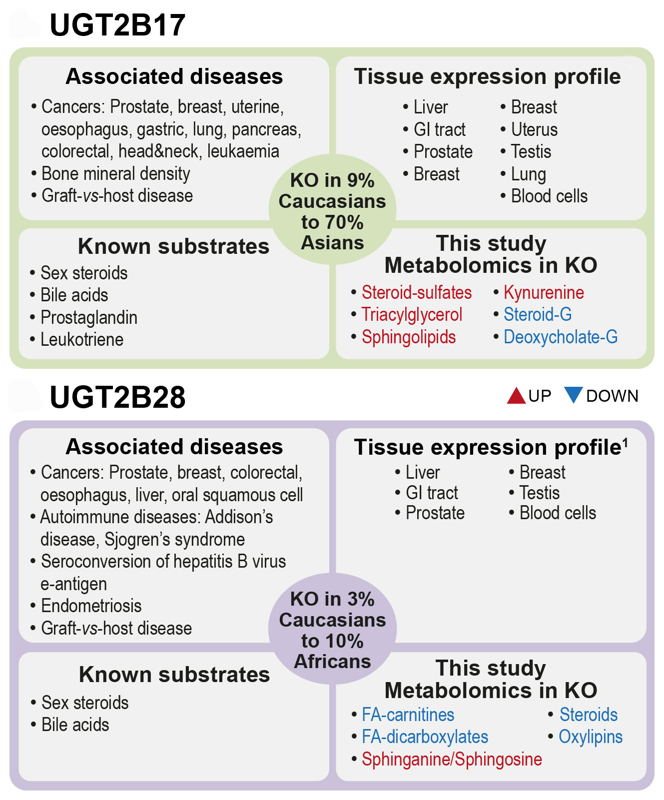 Summary of current clinical and biochemical knowledge on human UGT2B17 and UGT2B28