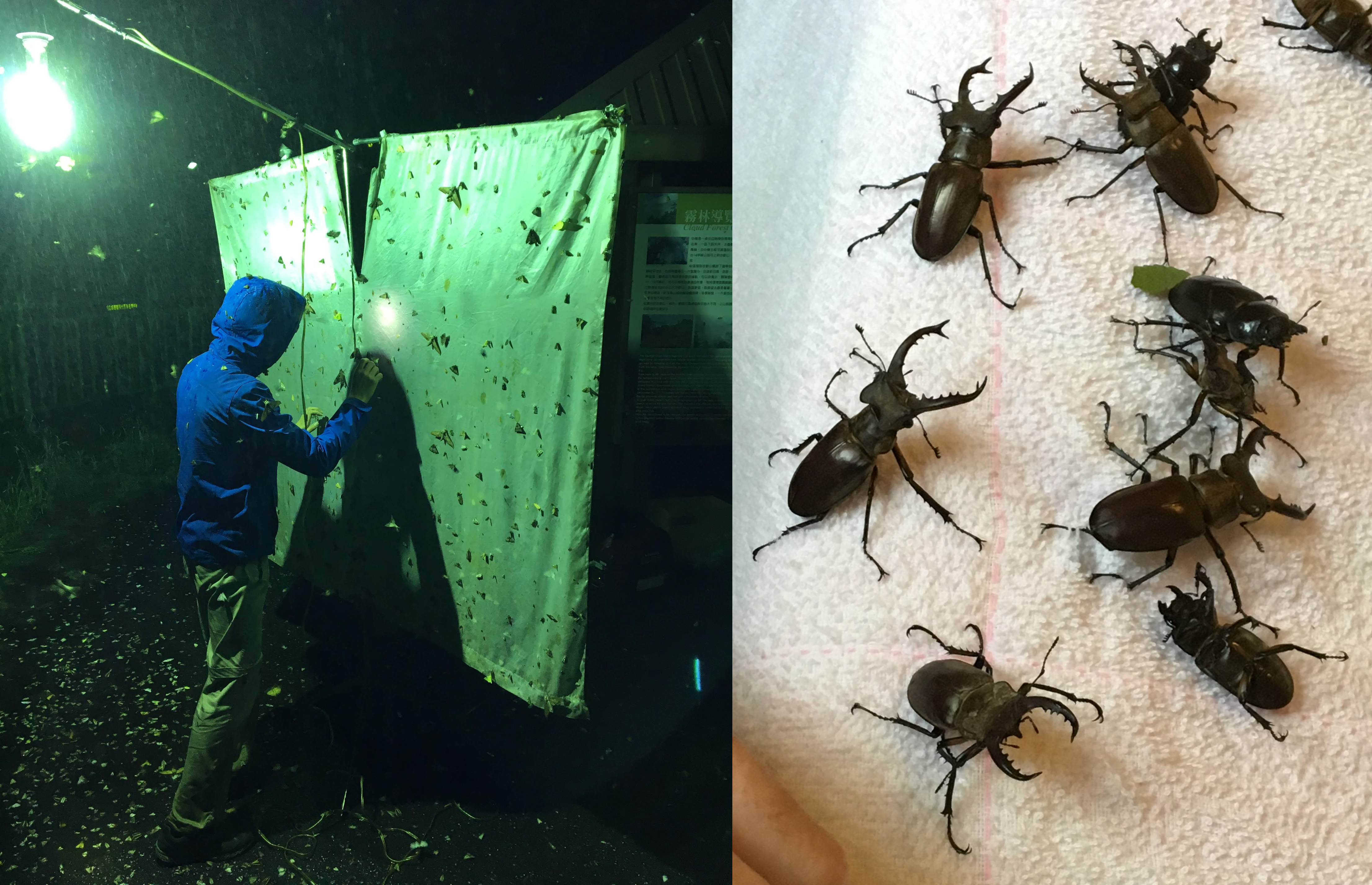 Pristionchus sampling