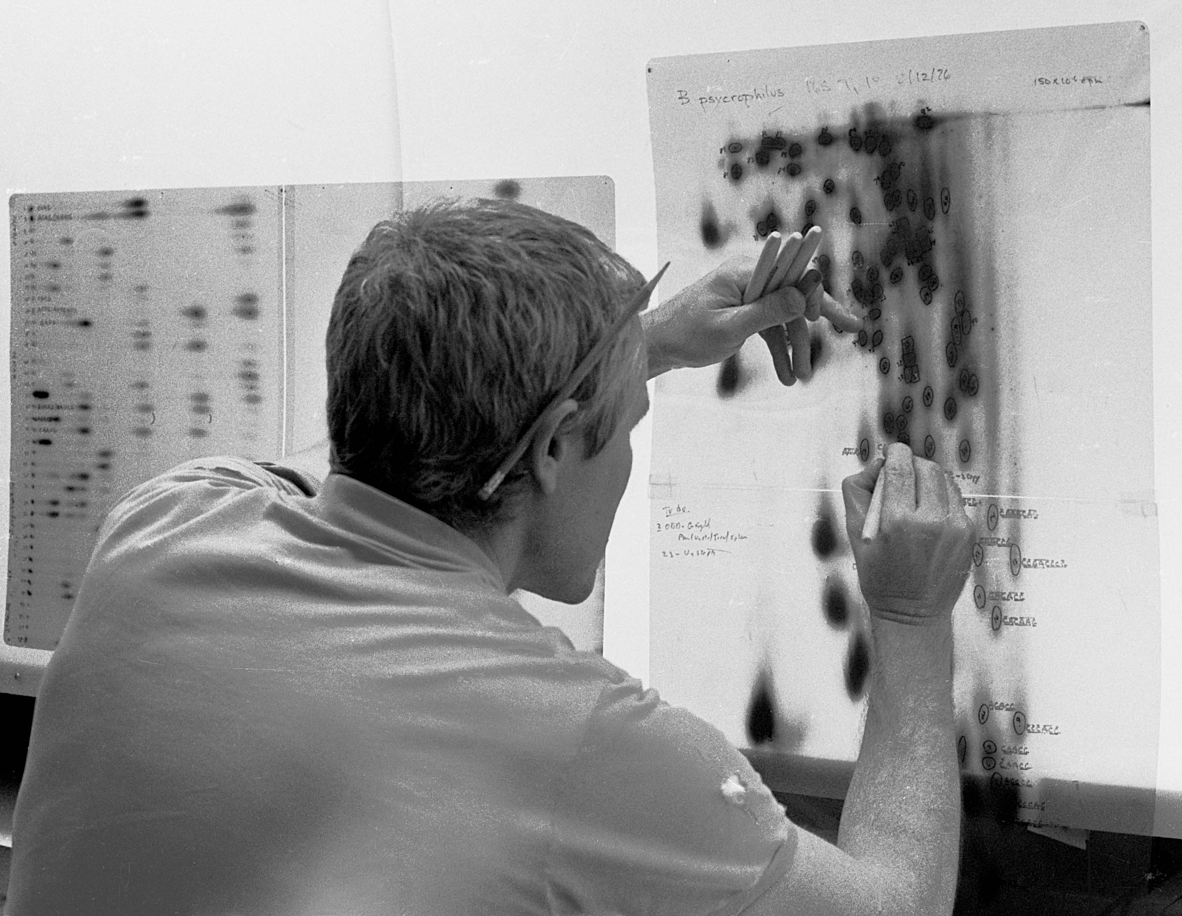 Carl Woese Archaea Carl Woese at the lightboard in 1976 tracing rRNA sequences.