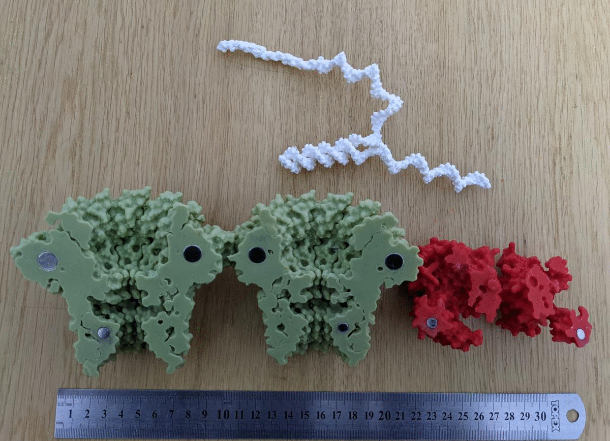 animated assembly of dna-sequencing nanopore