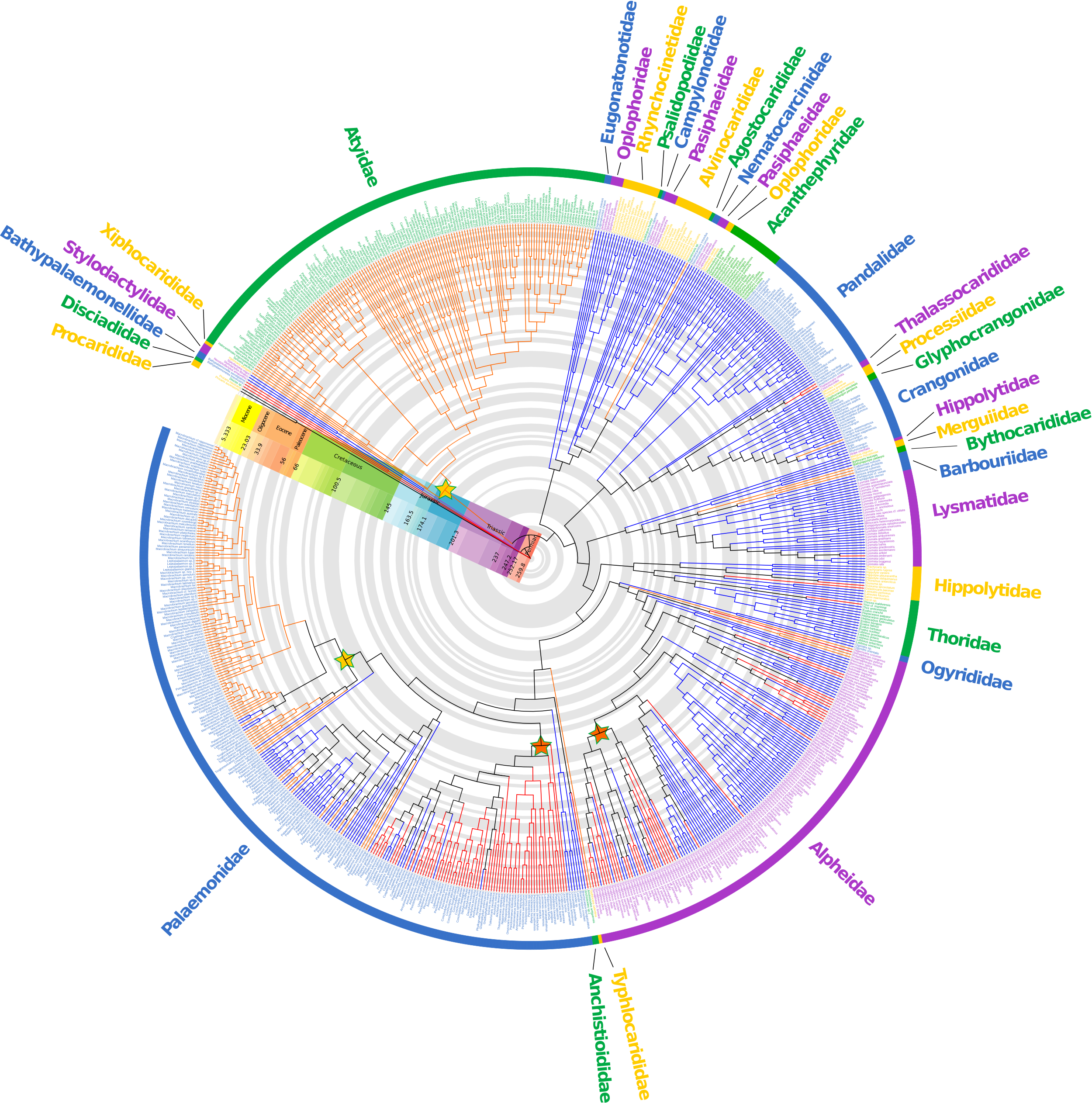 Supertree of caridean supertree Supertree of caridean supertree