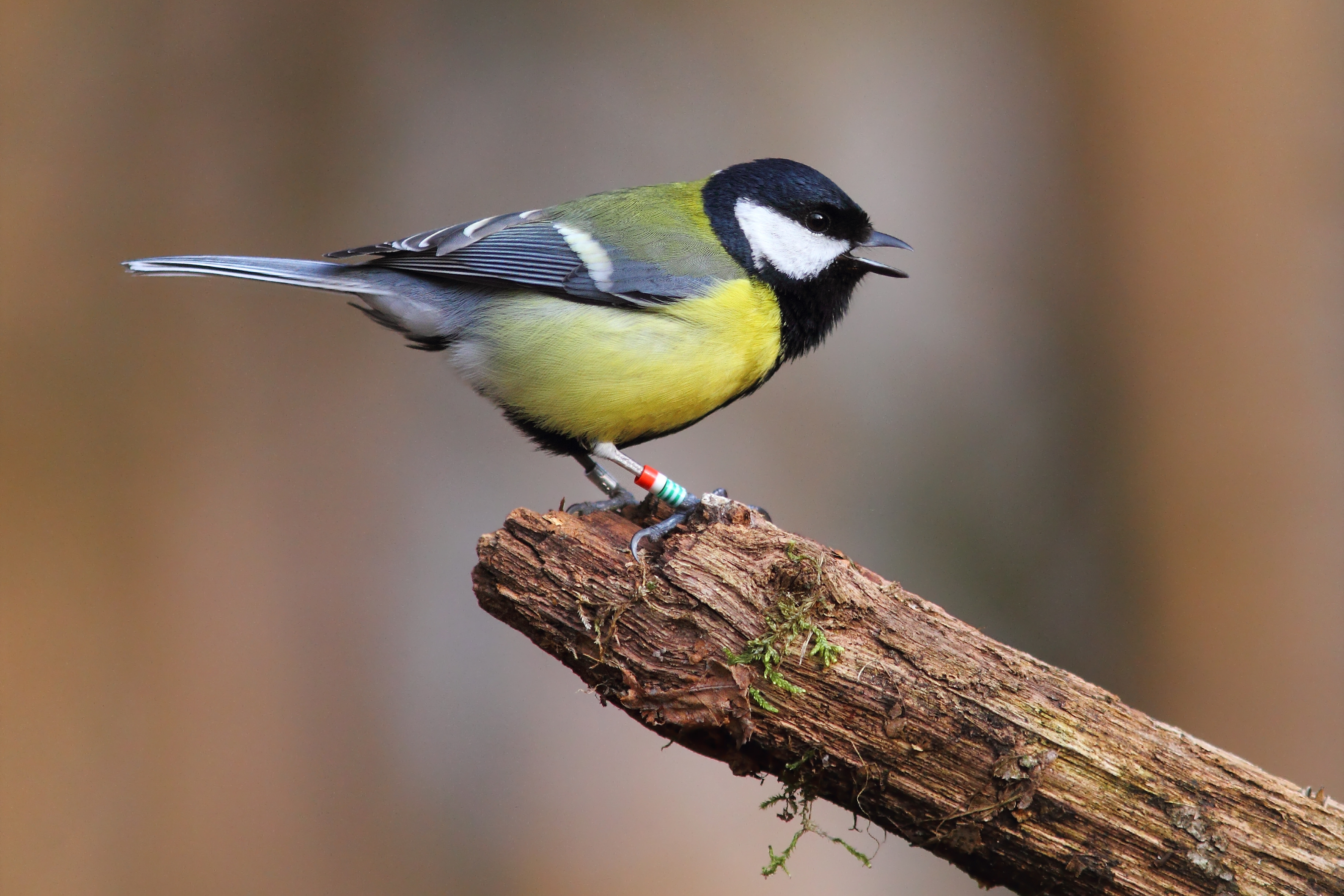 A great tit (Parus major) in De Hoge Veluwe (The Netherlands). The population of this species was followed for 34 consecutive years. Photo credit: M E Visser