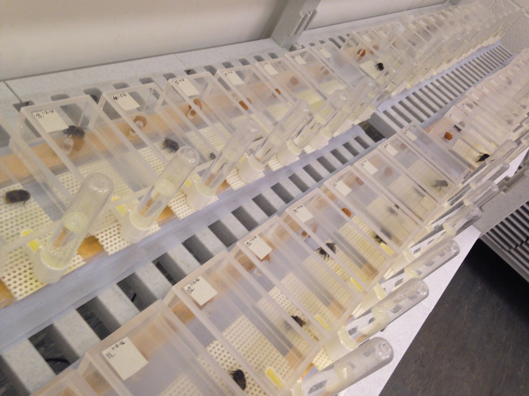 Bumblebee (Bombus terrestris) queens trying to establish colonies in the Royal Holloway bee room after hibernation (photo: Judit Bagi) Bumblebee (Bombus terrestris) queens trying to establish colonies in the Royal Holloway bee room after hibernation (photo: Judit Bagi)