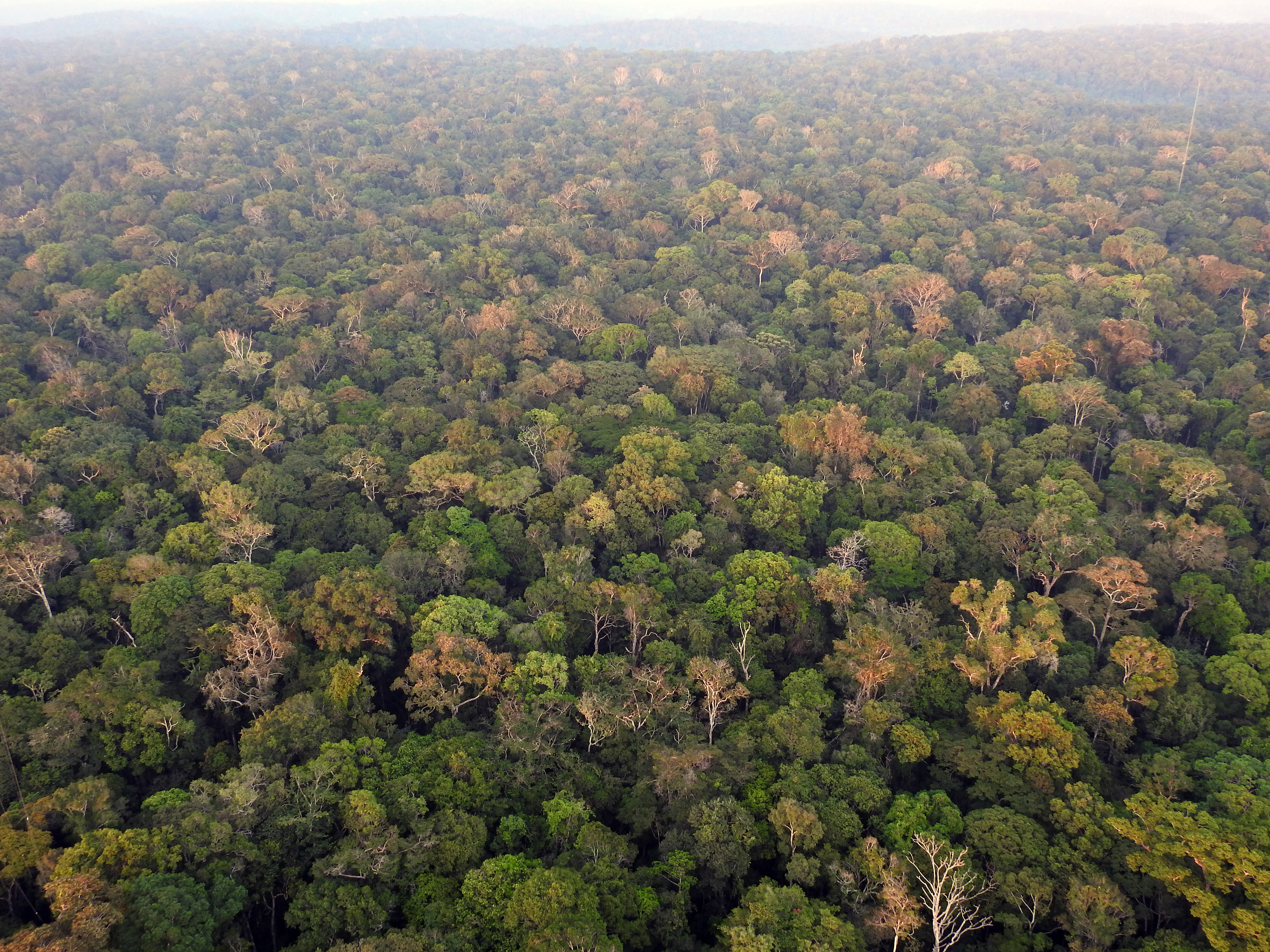 The Amazon forest as seen from the ATTO tower (324 m) near Manaus, 2017. (Photo Hans ter Steege)