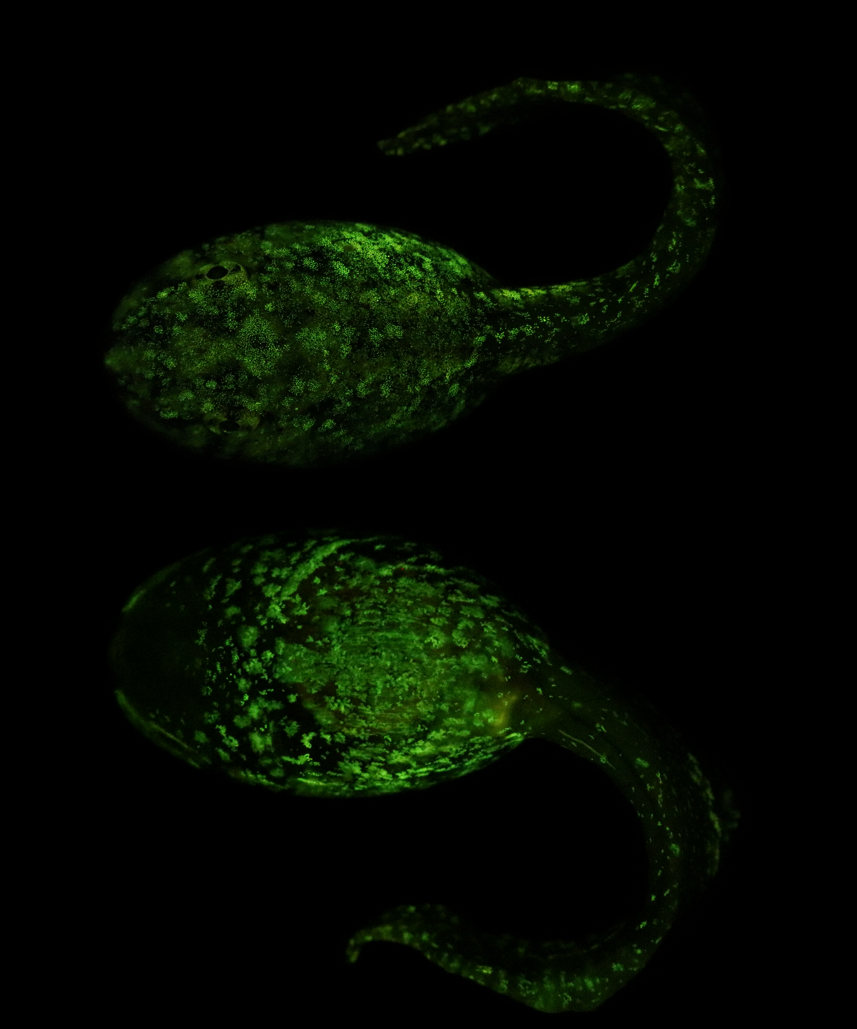 Some amphibians biofluoresce across their life history.