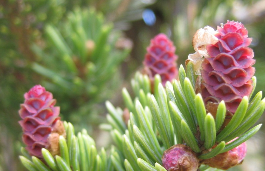 Female white spruce seed cones ready to receive pollen (Photo: LaMontagne) Female white spruce seed cones ready to receive pollen (Photo: LaMontagne)