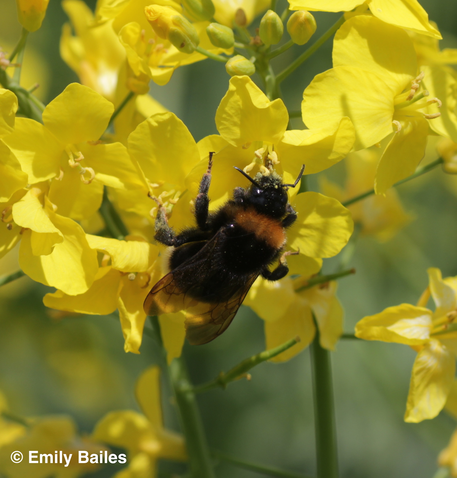 Bumblebee queen foraging on oilseed rape (photo: Emily Bailes)