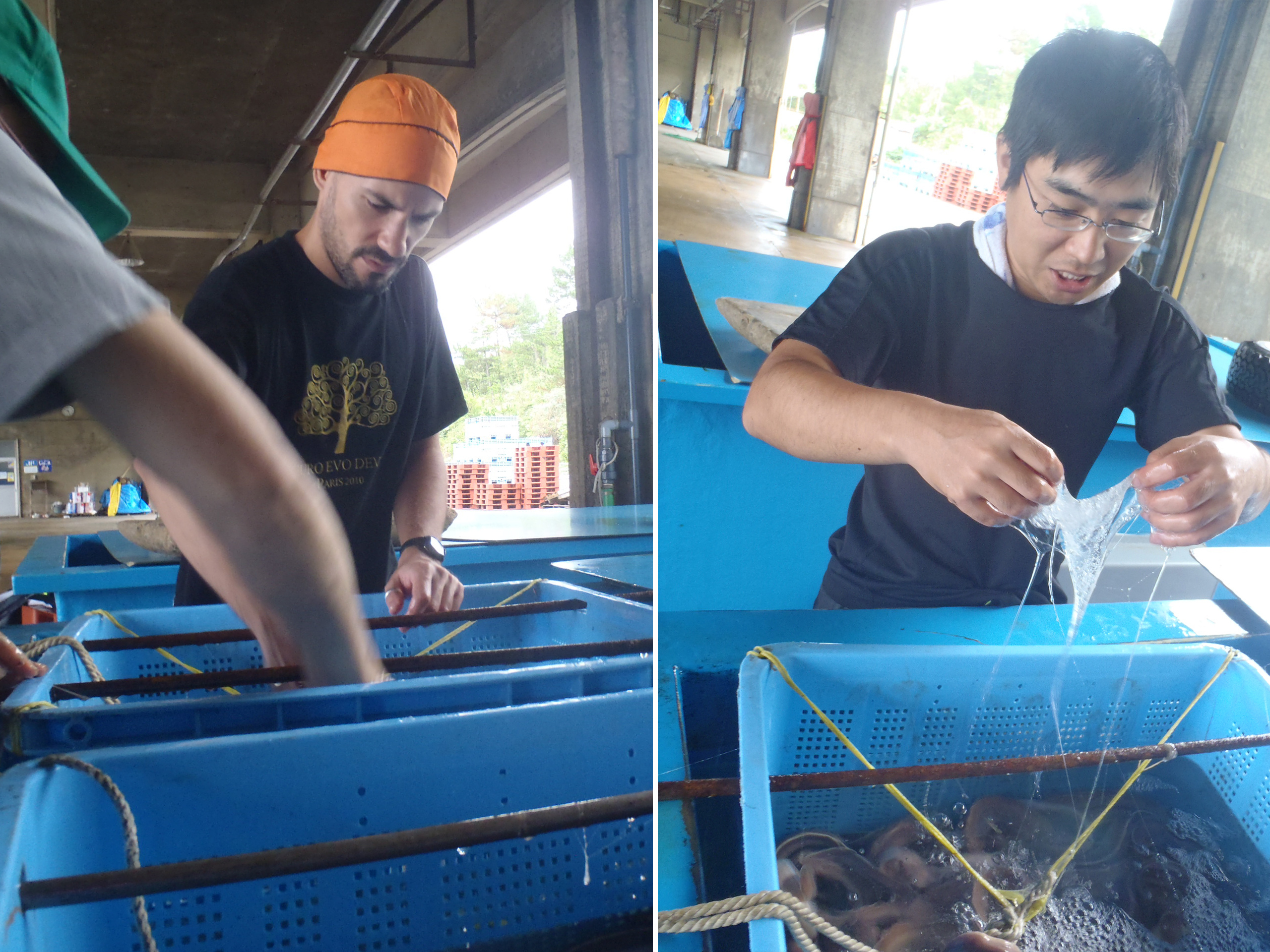 Classifying hagfish Classifying hagfish