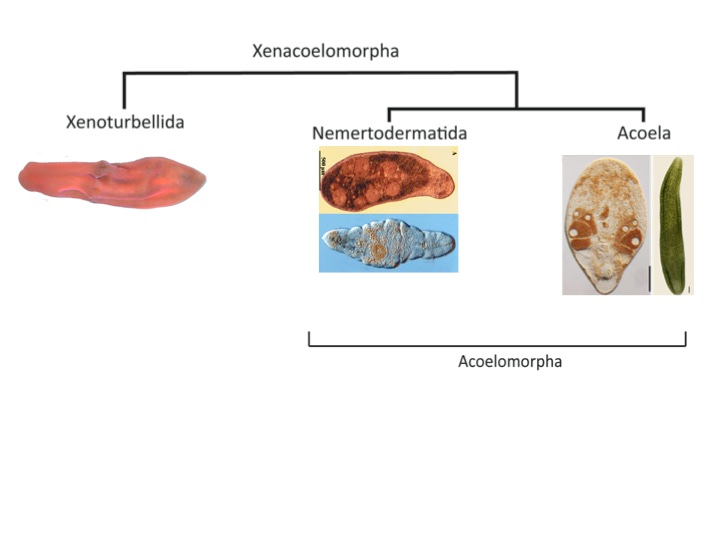 Xenacoelomorpha