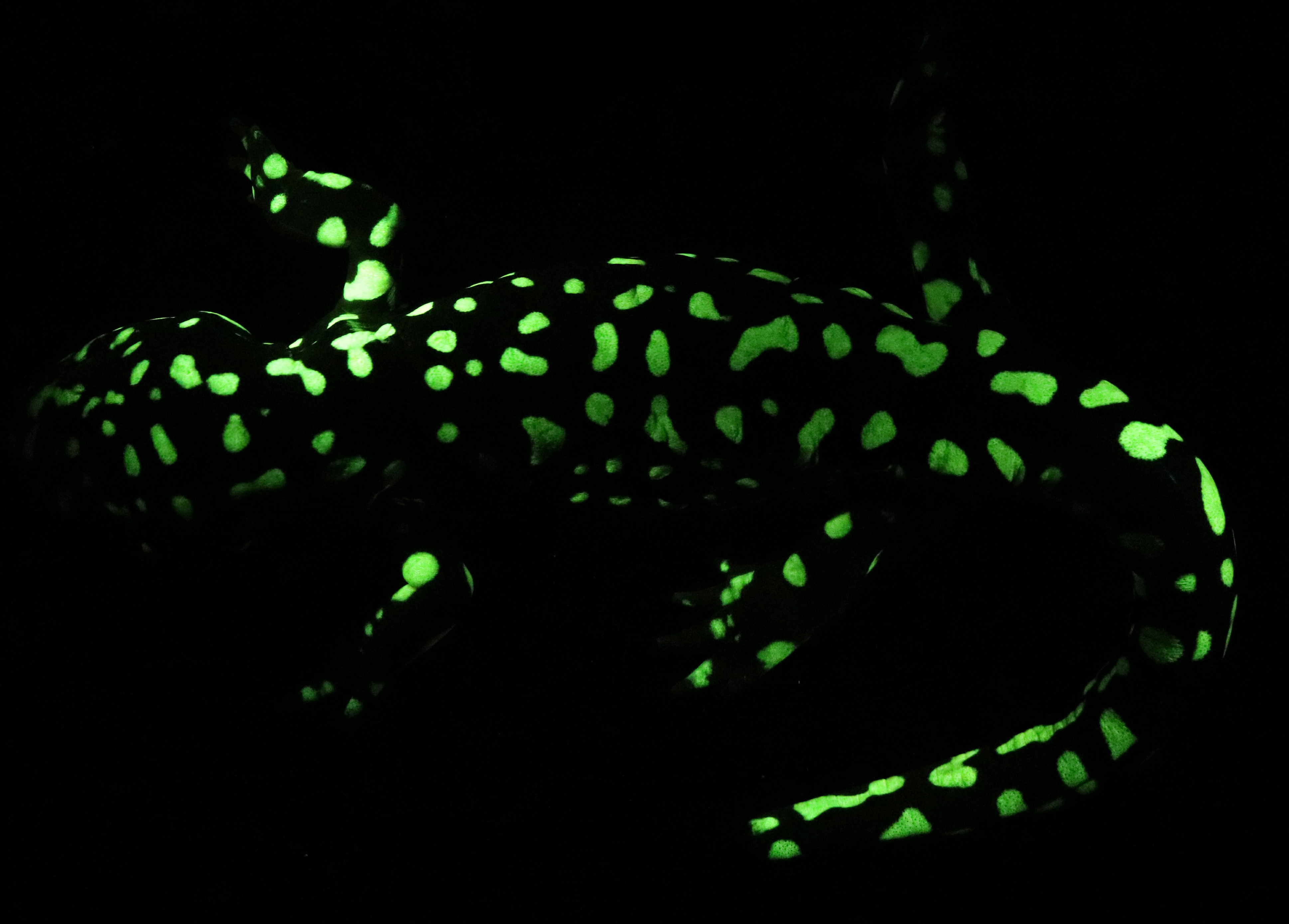 The primary wavelengths fluoresced by most species was in the range of green light.