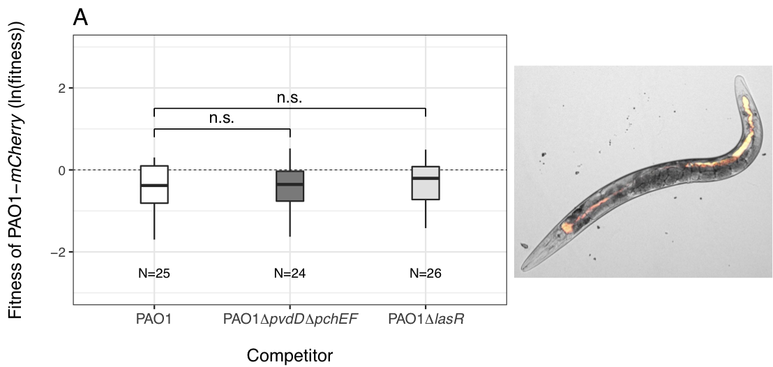 Competition within the host Competition within the host