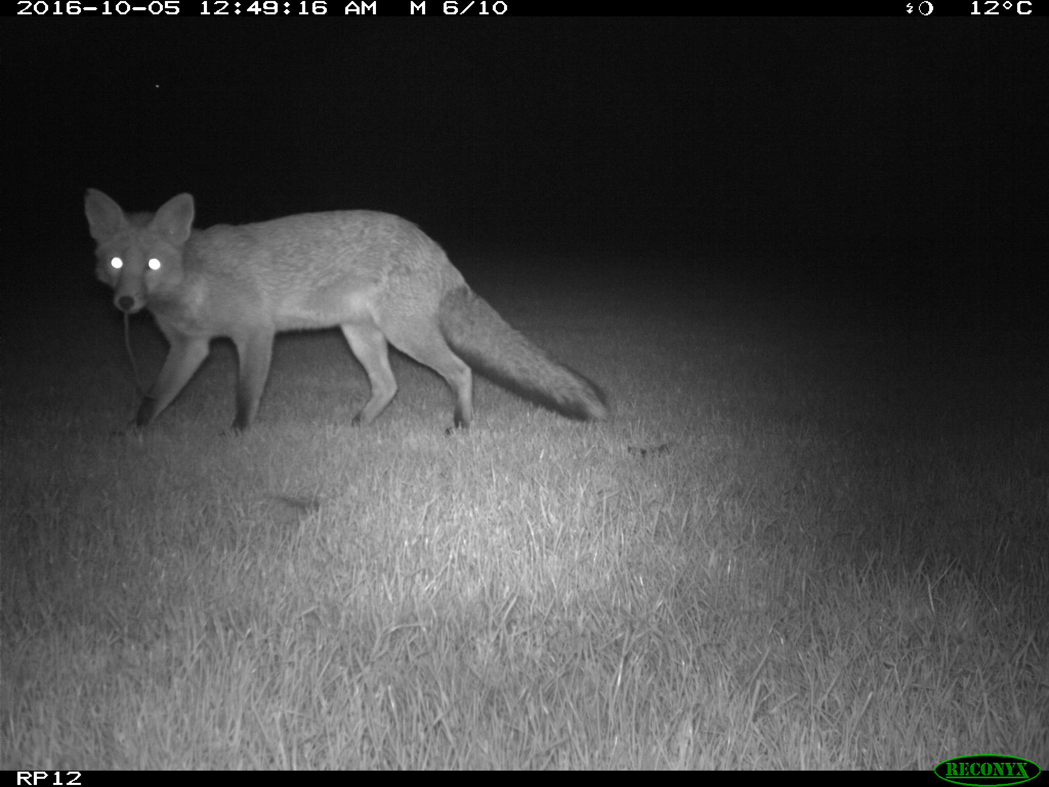 A fox about to feed on an earthworm