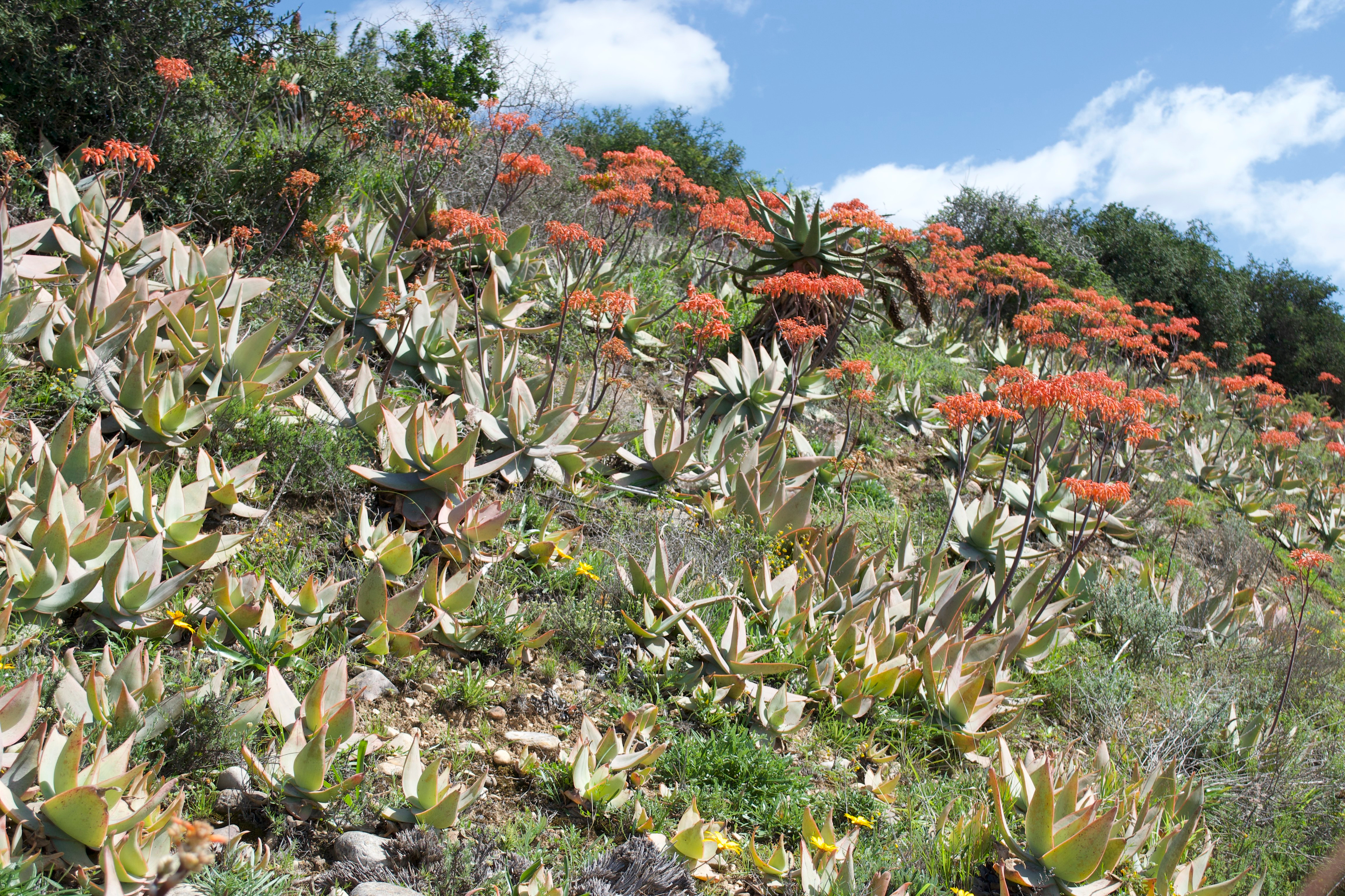 Aloe striata, South Africa (photograph O.M.Grace) Aloe striata, South Africa (photograph O.M.Grace)