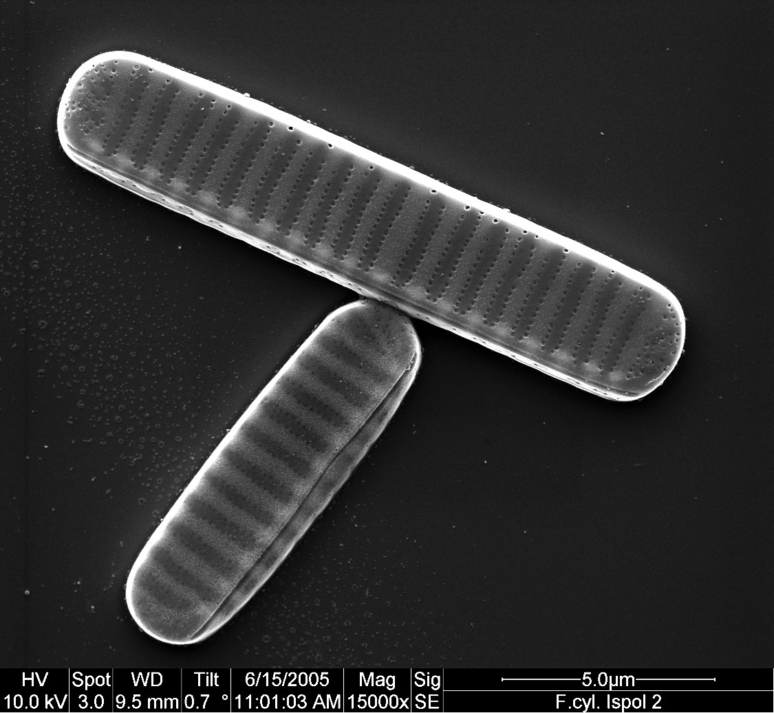 Scanning electron micrograph of two cells of Fragilariopsis cylindrus