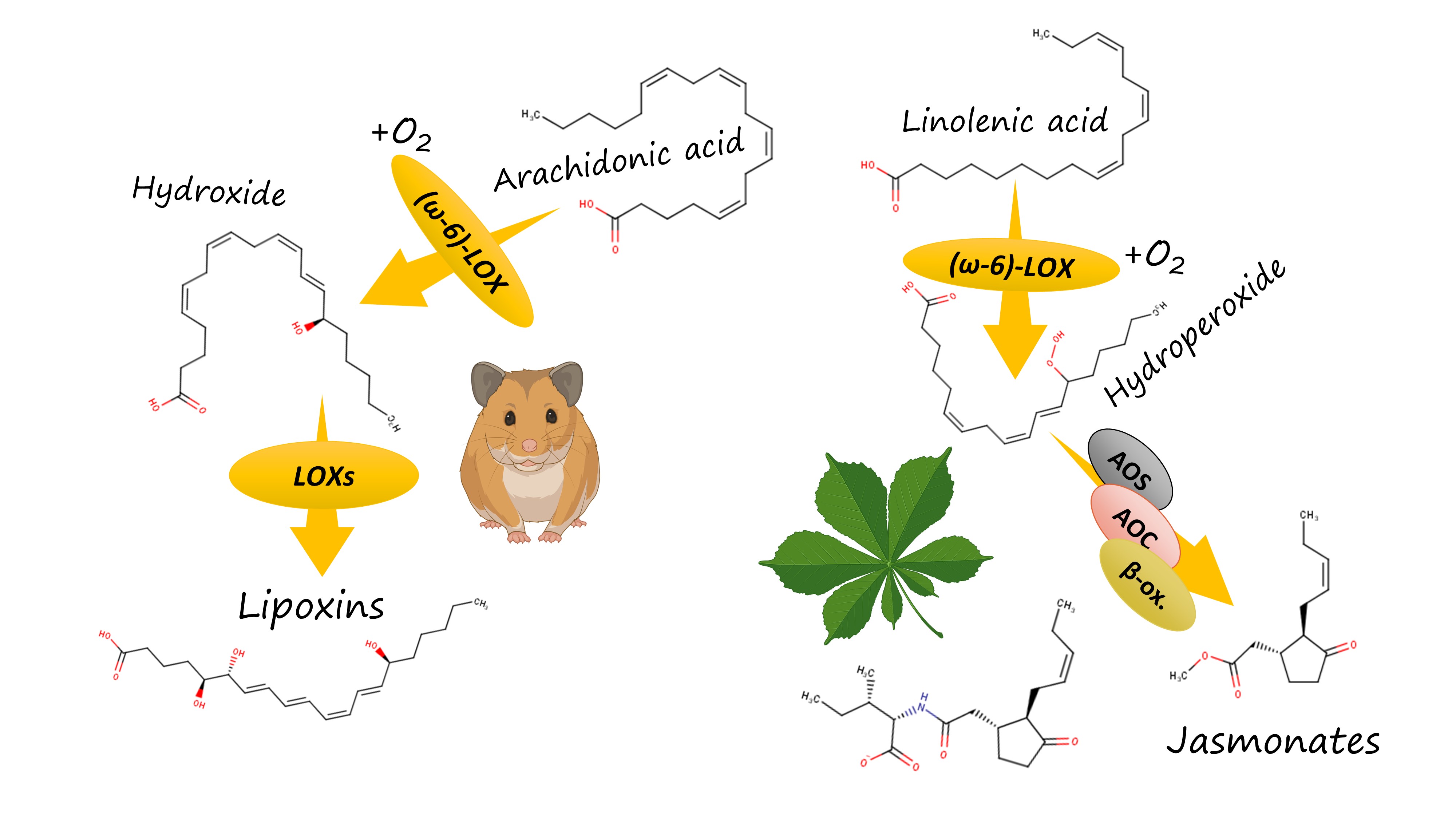 Lipoxygenase pathway in plants and vertebrates