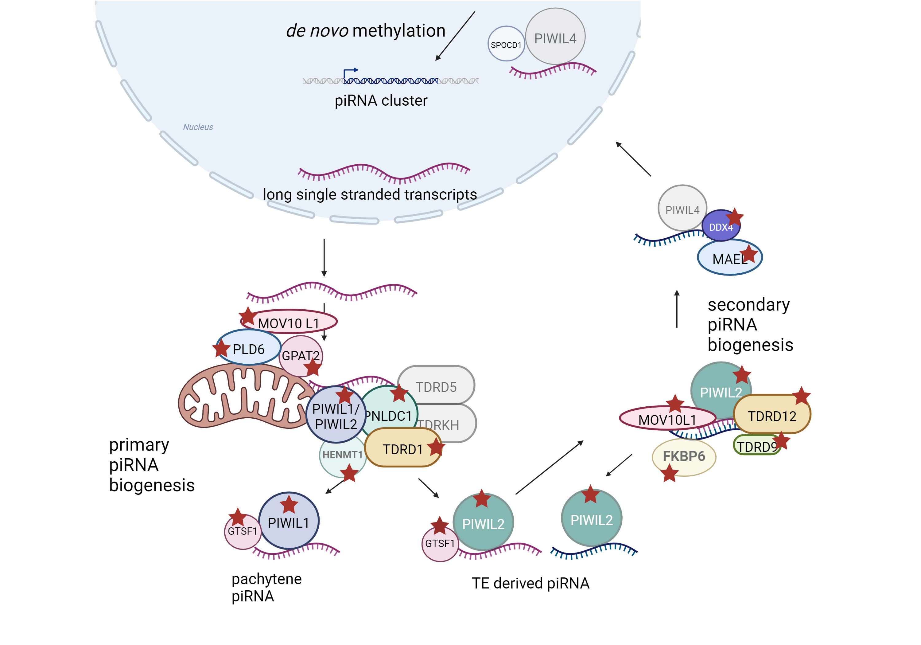 Figure 1: Schematic depiction of the piRNA pathway in mammals. A red star indicates disease genes for human male infertility.