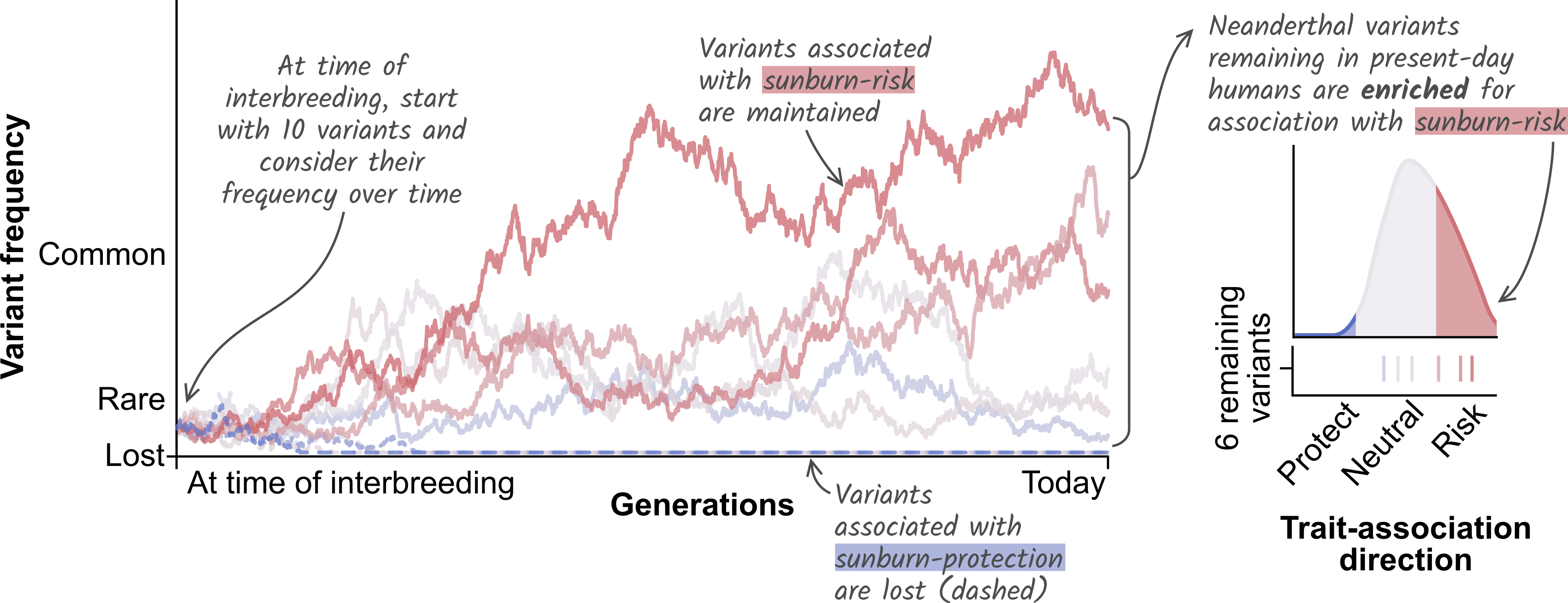 Sunburn allele frequency