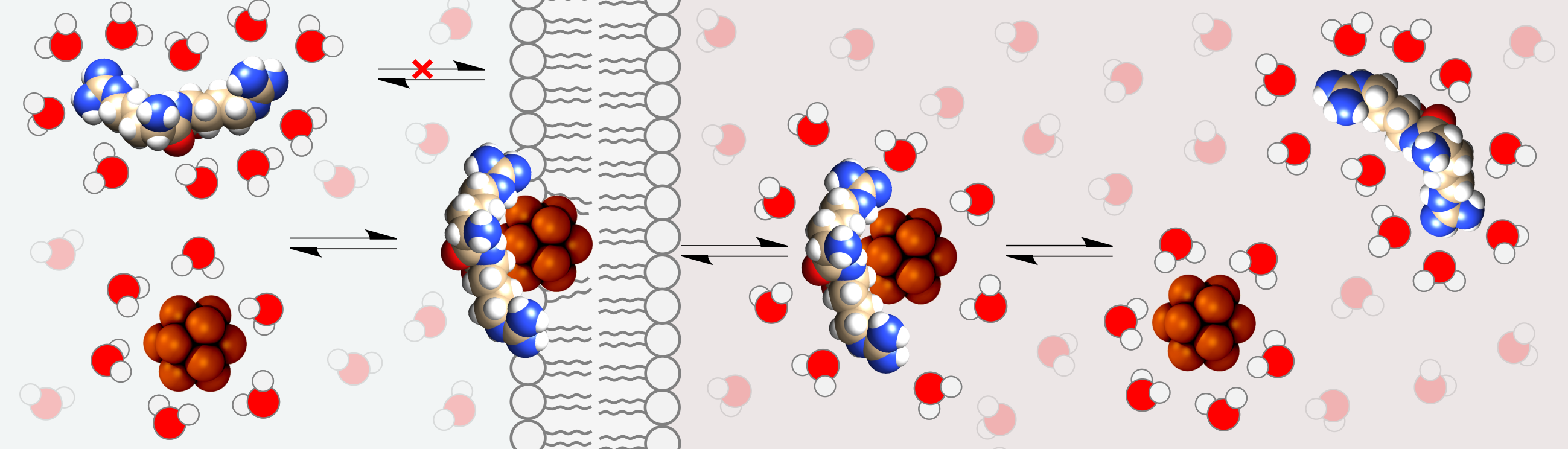 Scheme of the proposed mechanism for cargo delivery across lipid bilayers.