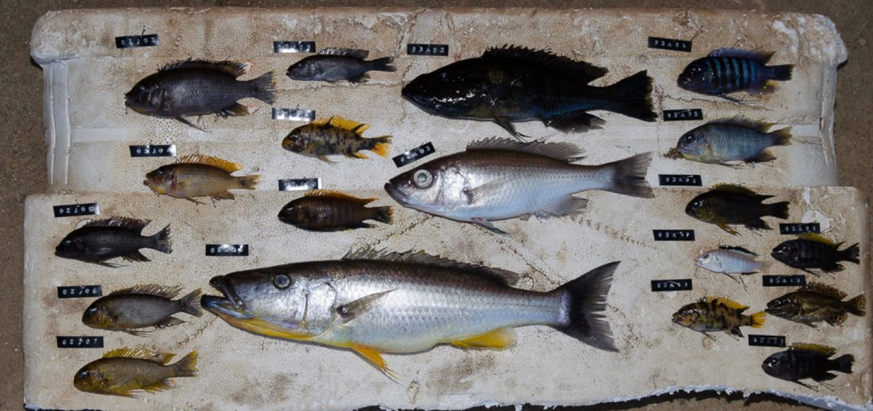 Malawi cichlids Malawi cichlids