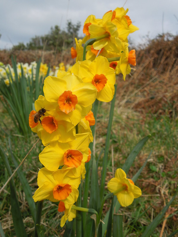 A (honey?) bee on a daffodil on St Agnes, Isles of Scilly