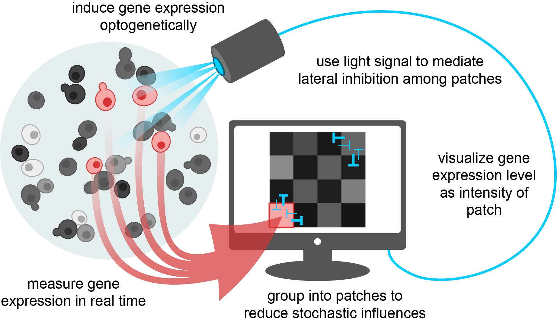 Spontaneous checkerboard patterning with cell-in-the-loop.