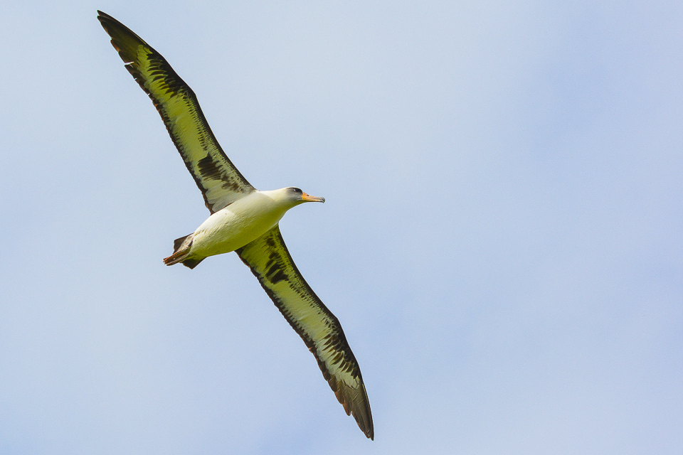 Laysan albatross Laysan albatross