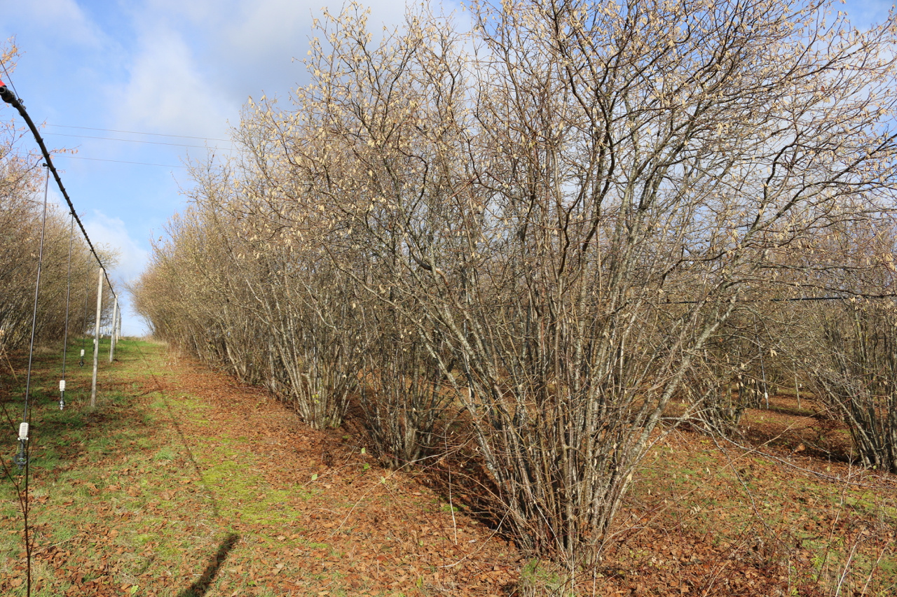The experimental truffle orchard of Boncourt-sur-Meuse in Lorraine, France The experimental truffle orchard of Boncourt-sur-Meuse in Lorraine, France