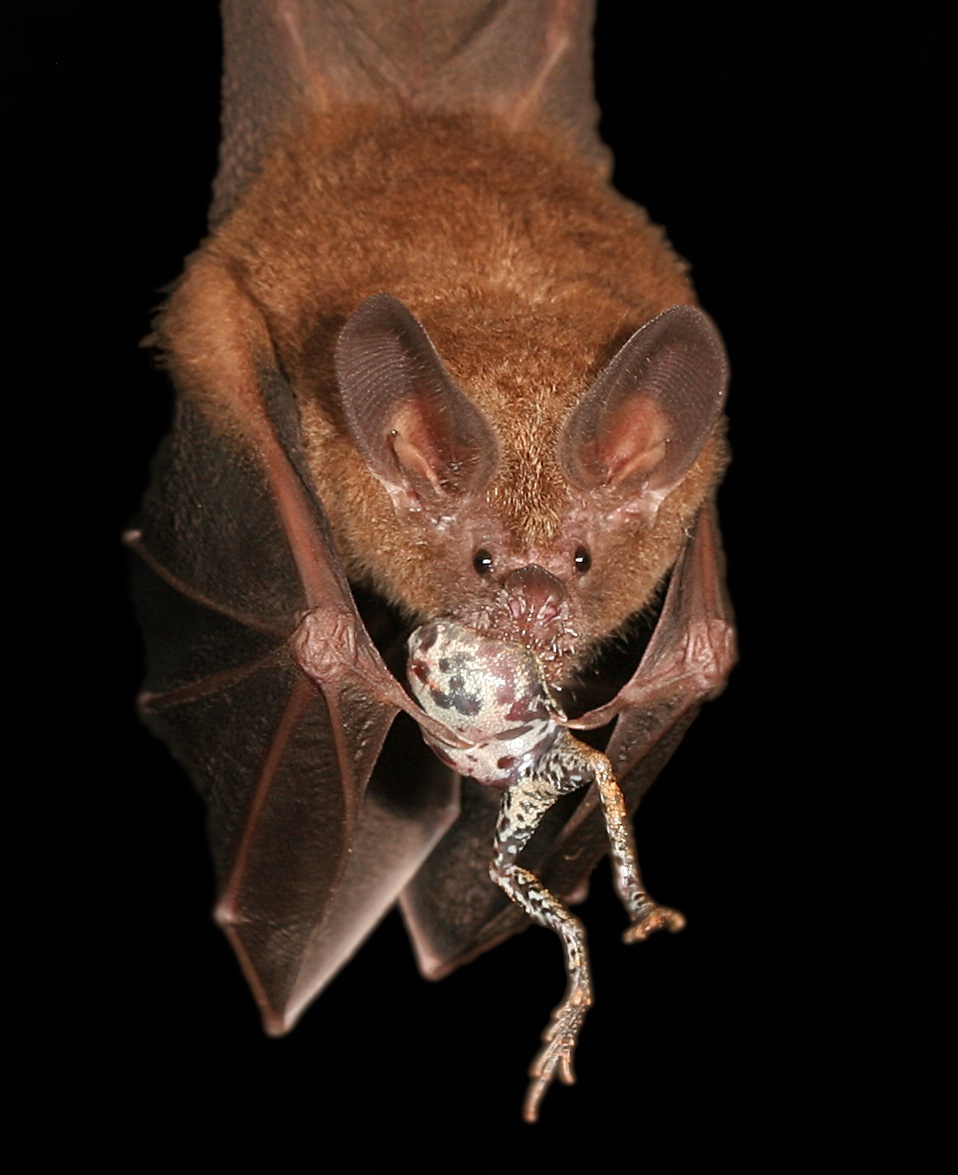 Frog-eating bat. Photo Alex Baugh Frog-eating bat. Photo Alex Baugh