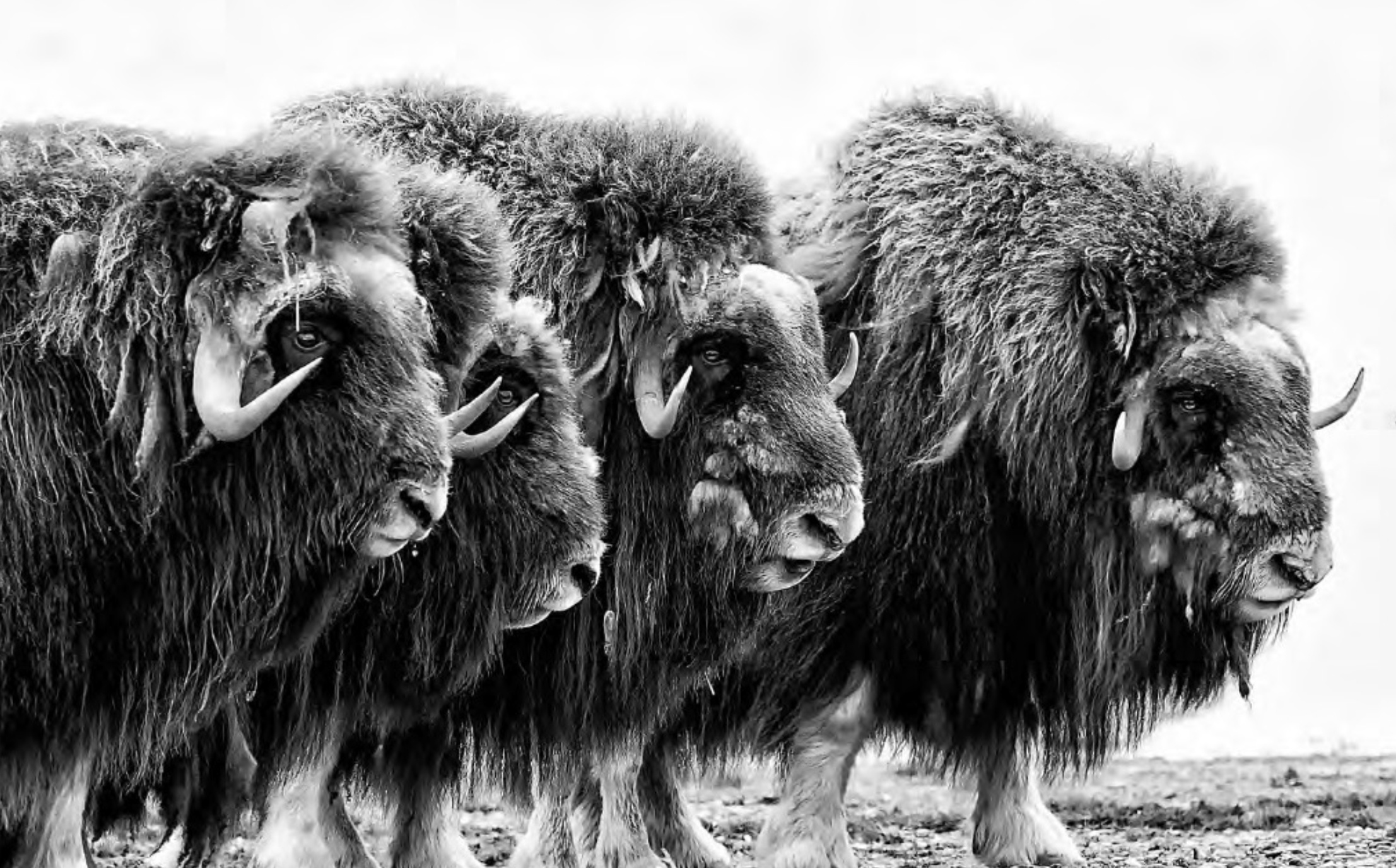 Muskoxen in a defensive posture. The muskoxen in the photograph are descendants of individuals translocated in 1935 from Eastern Greenland to the Arctic Wildlife Refuge, Alaska, USA.  (Photograph: ©Peter Mather, 2010).